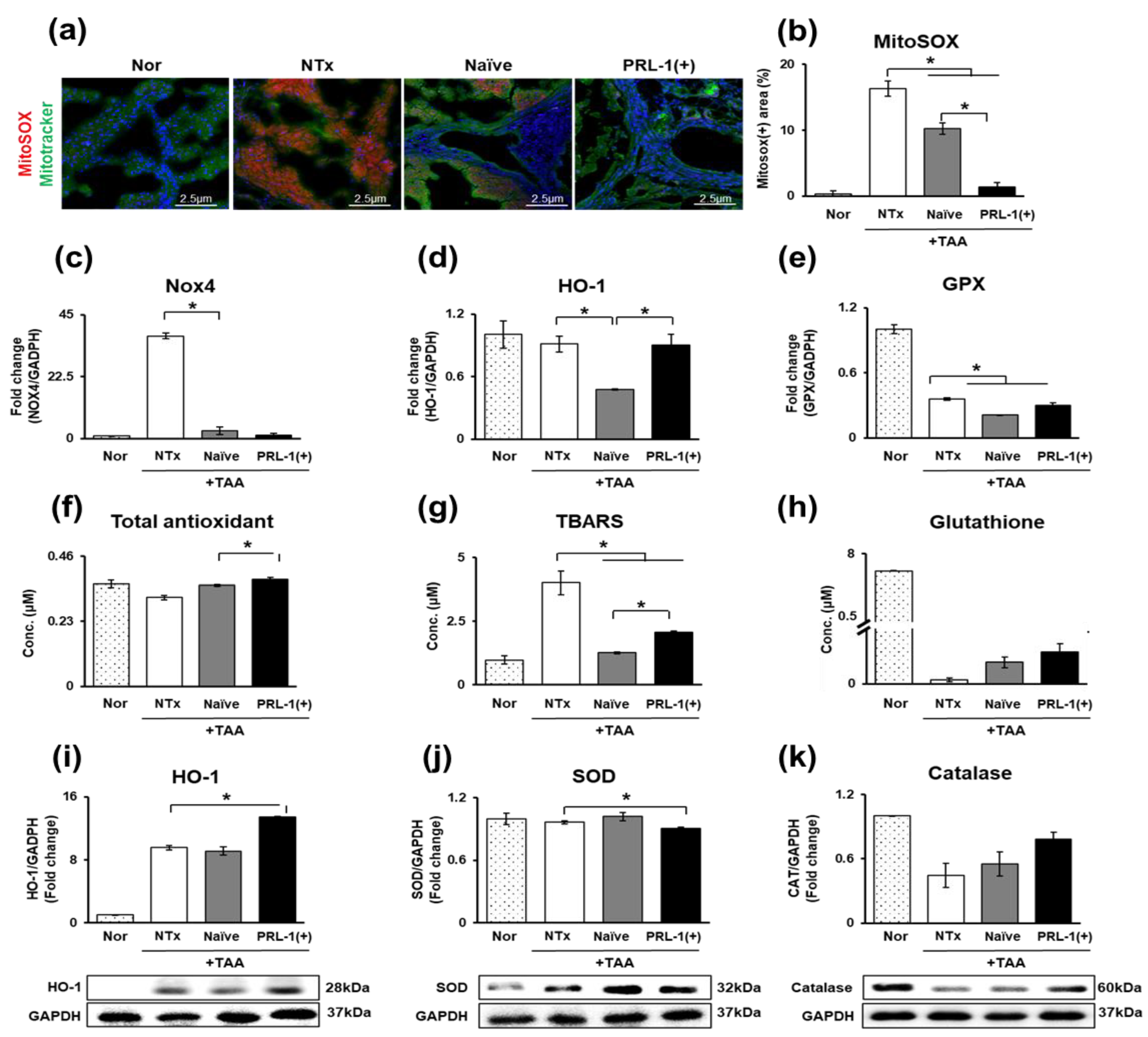 Antioxidants 12 00046 g003