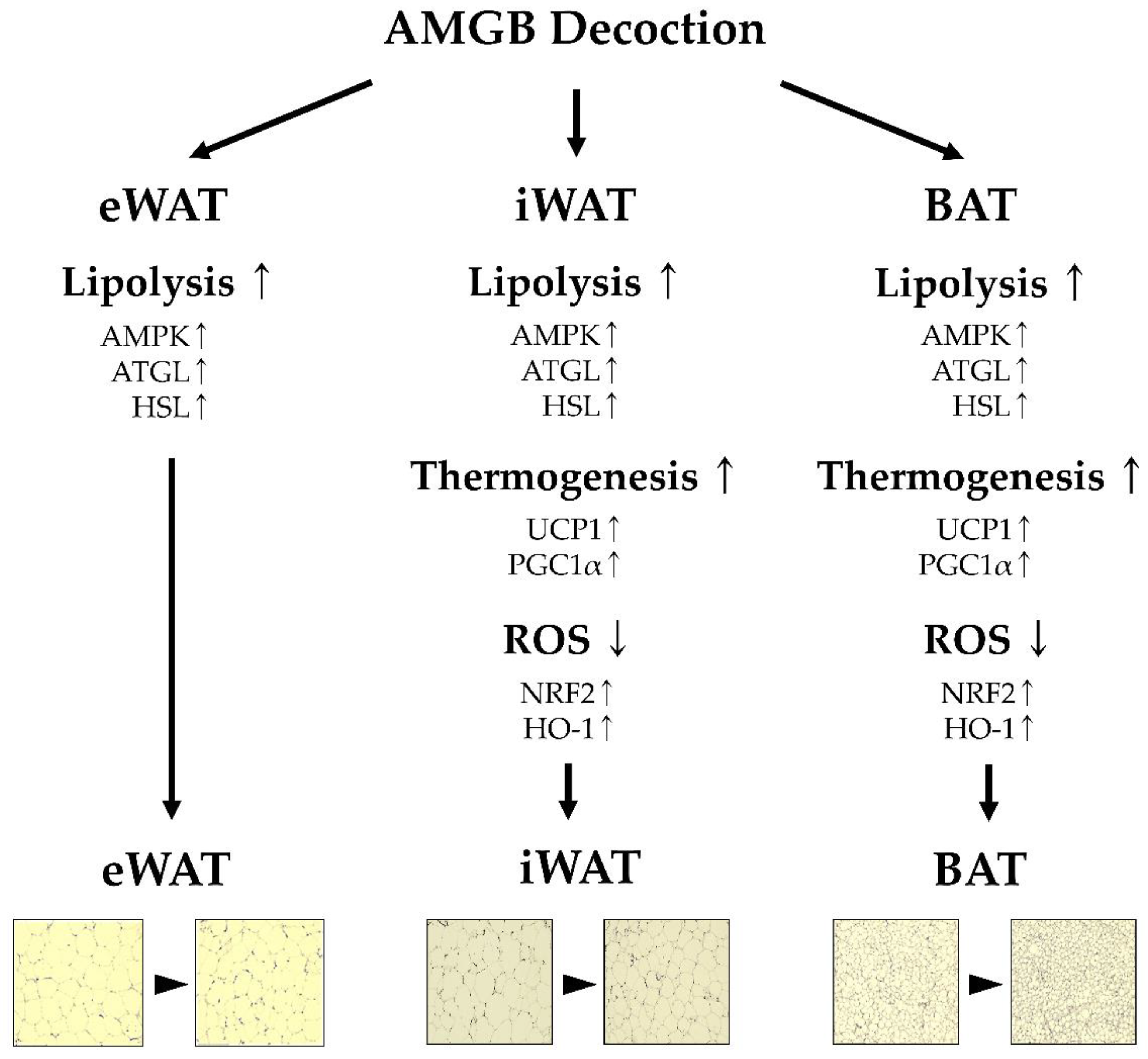Antioxidants 12 00049 g008