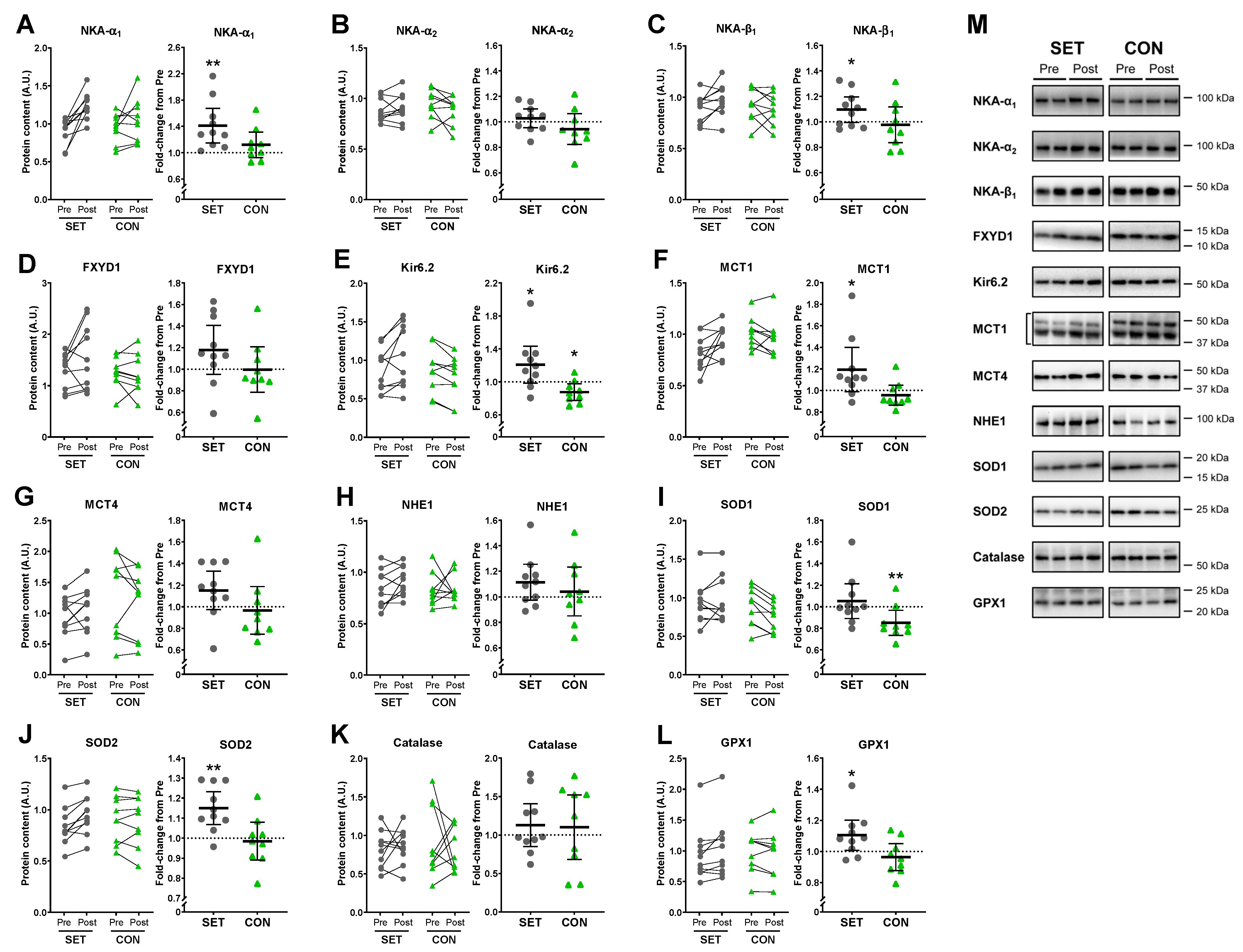 Antioxidants 12 00053 g010