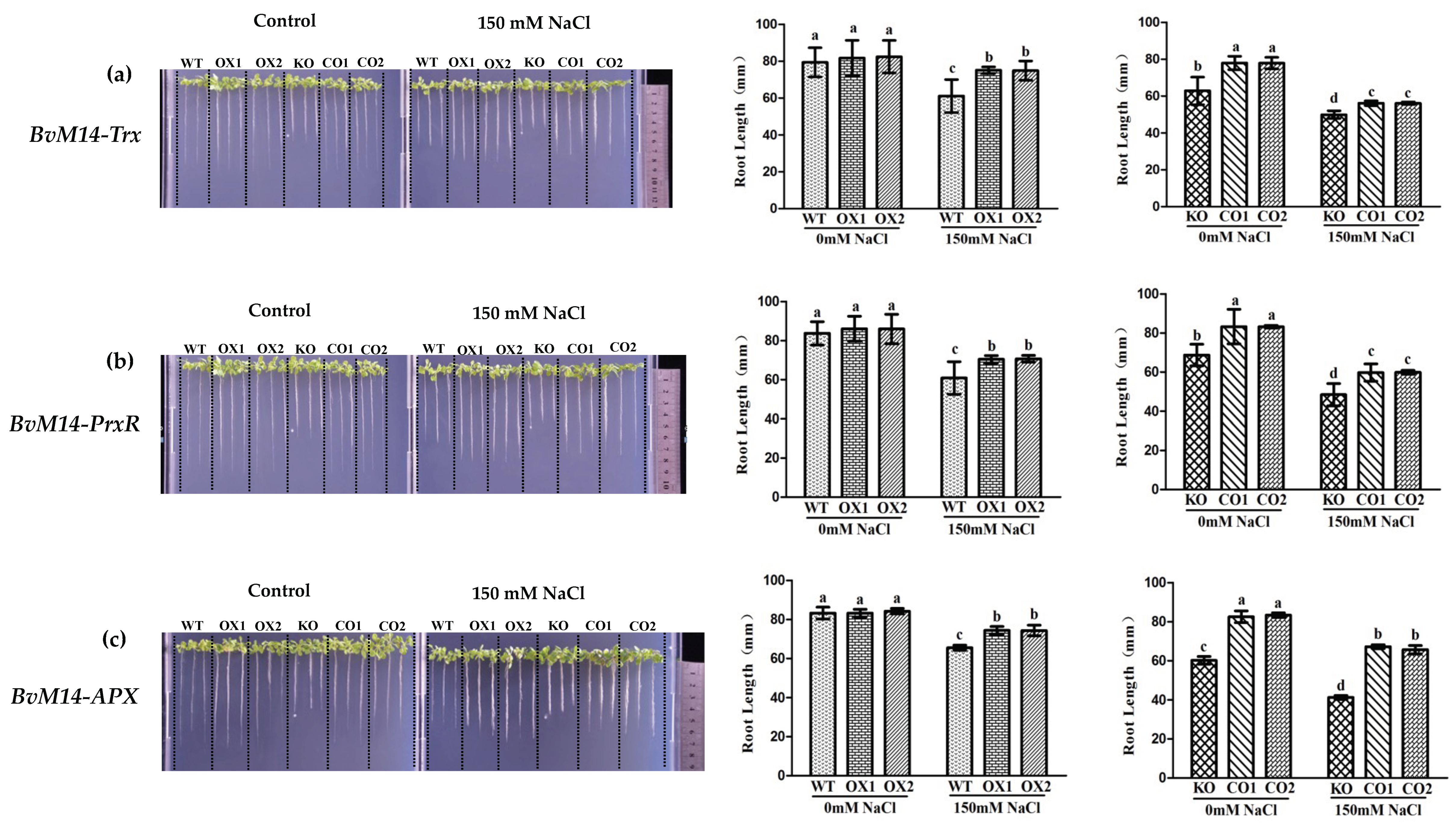 Antioxidants 12 00057 g001