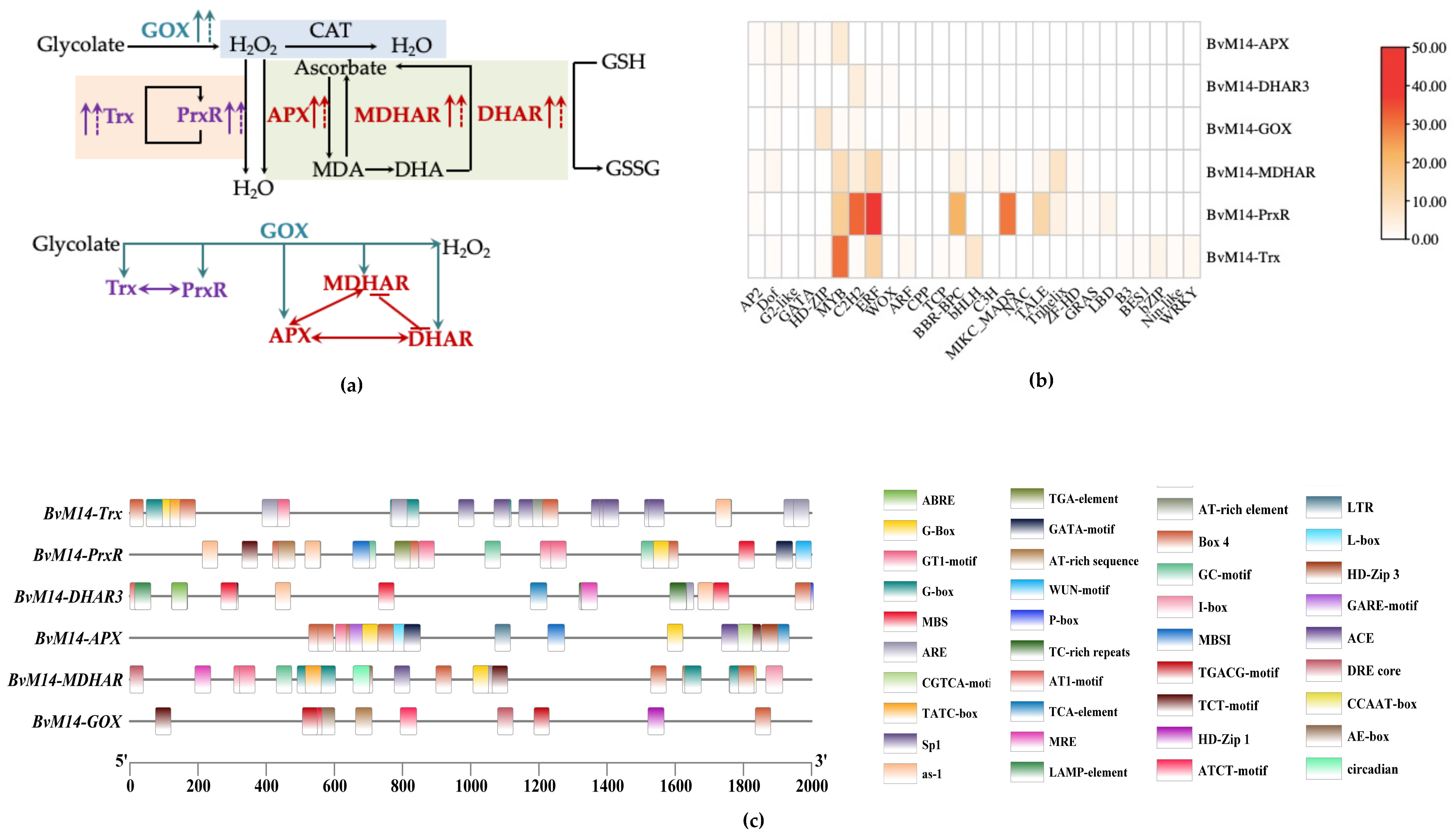 Antioxidants 12 00057 g008