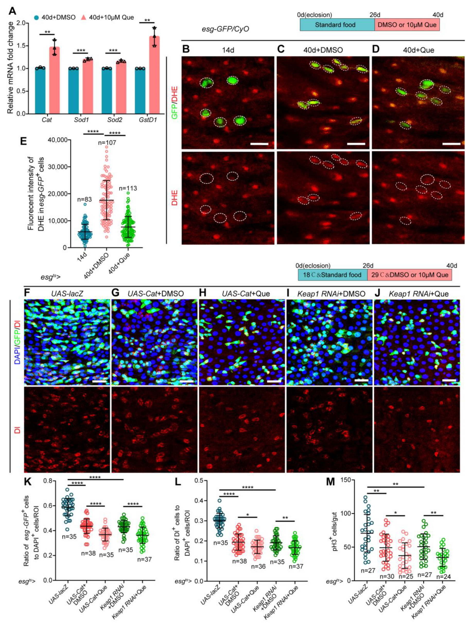Antioxidants 12 00059 g004