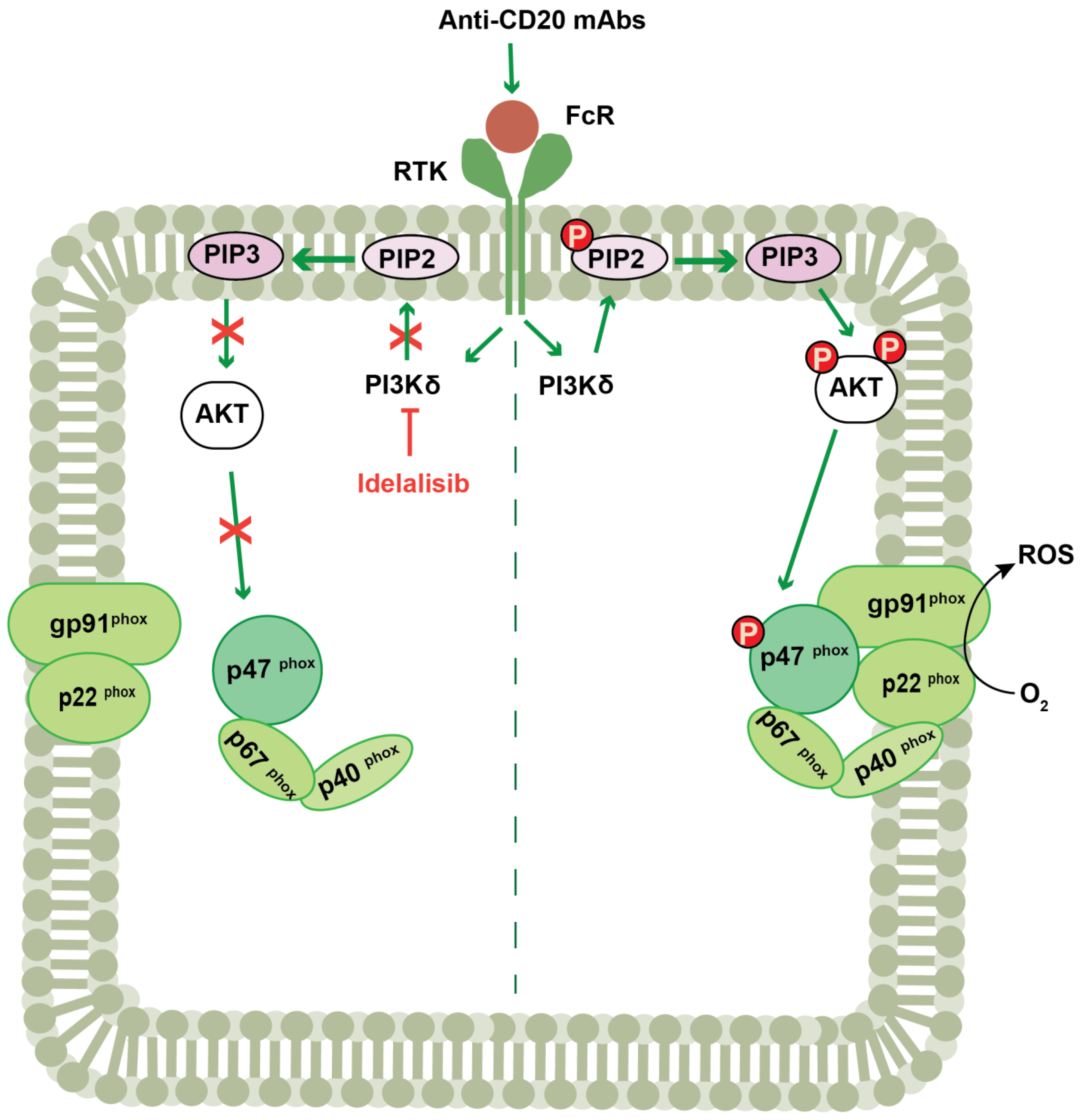 Antioxidants 12 00067 g002