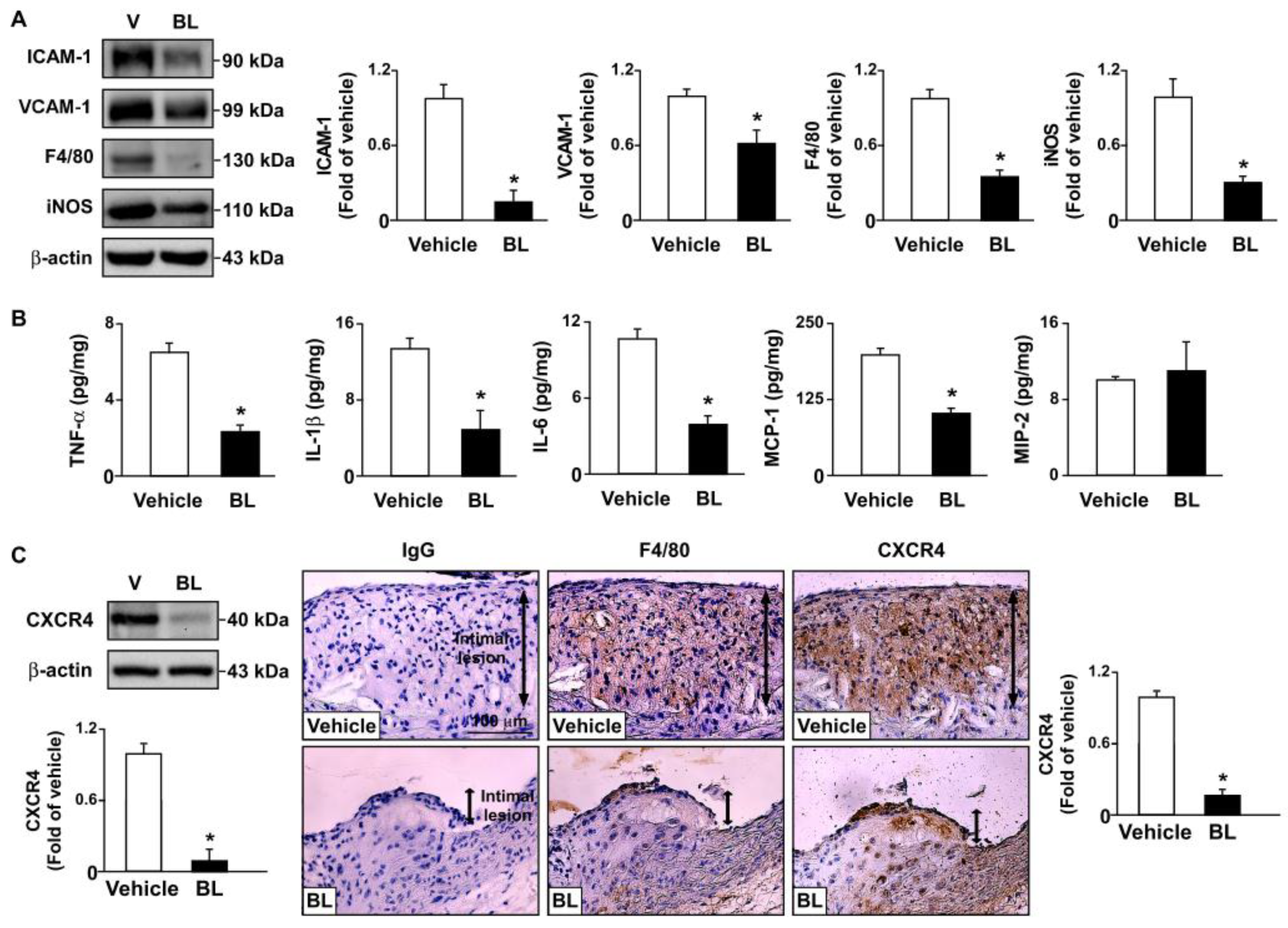 Antioxidants 12 00072 g002