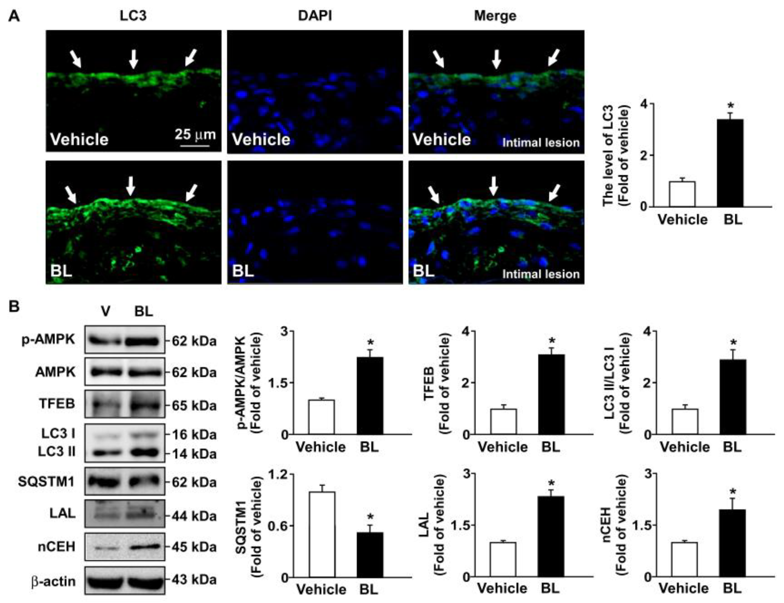 Antioxidants 12 00072 g007
