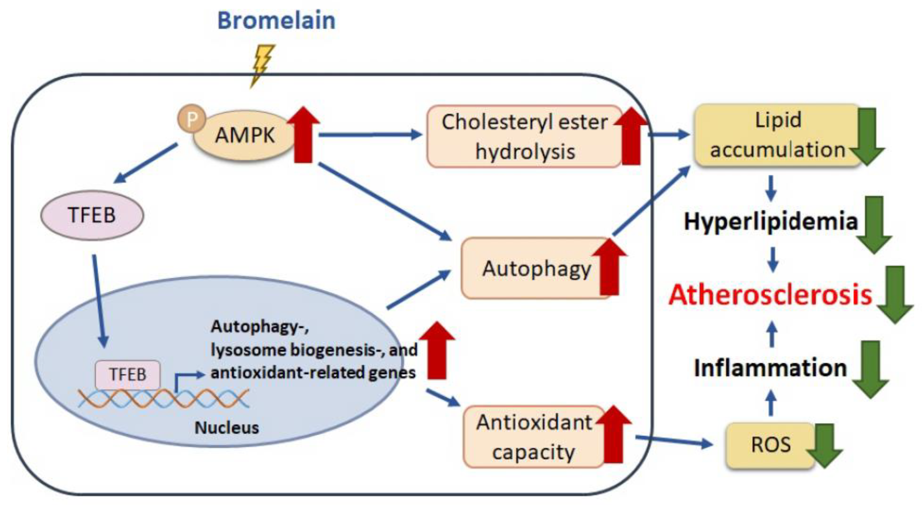 Antioxidants 12 00072 g009