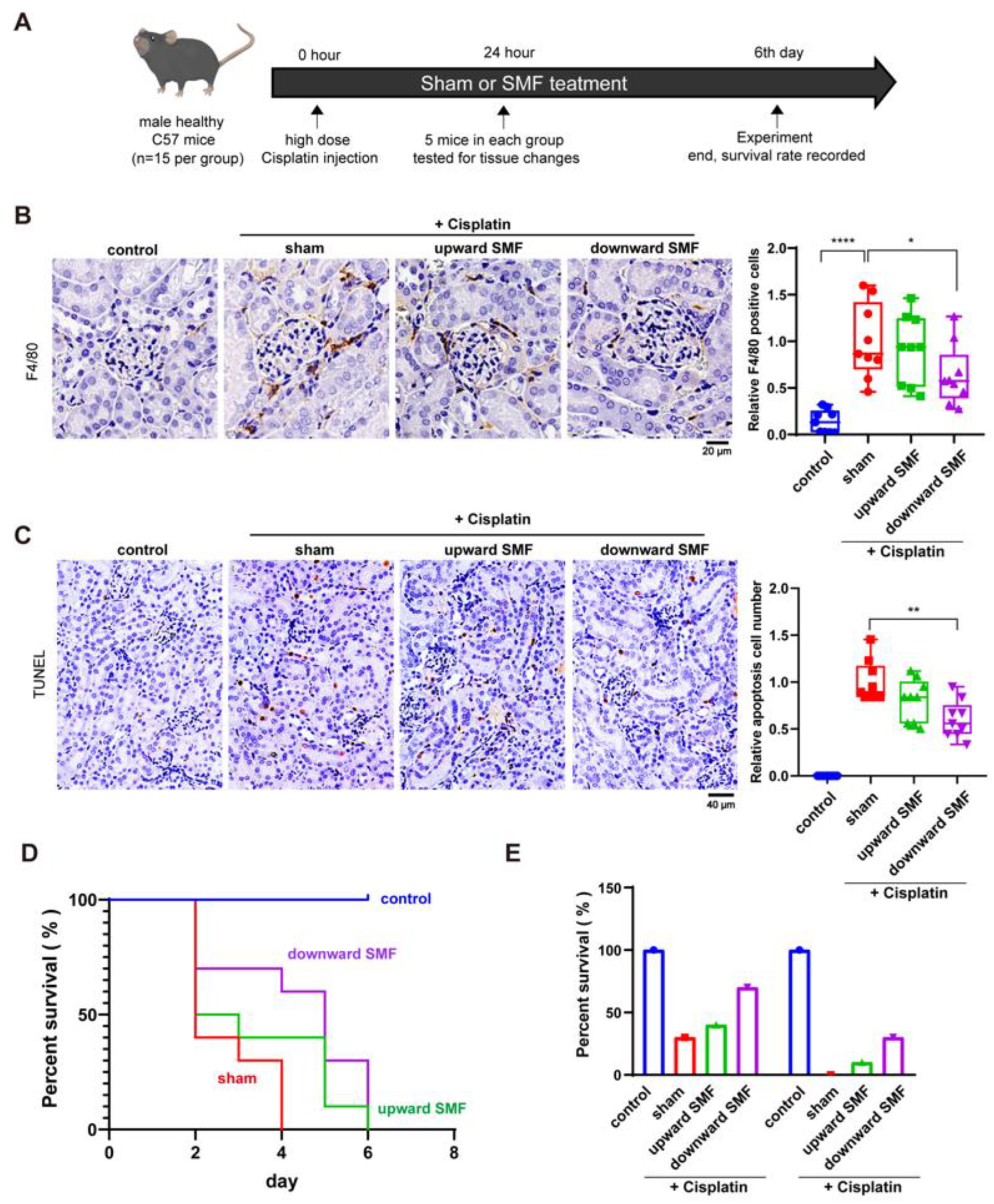 Antioxidants 12 00073 g005