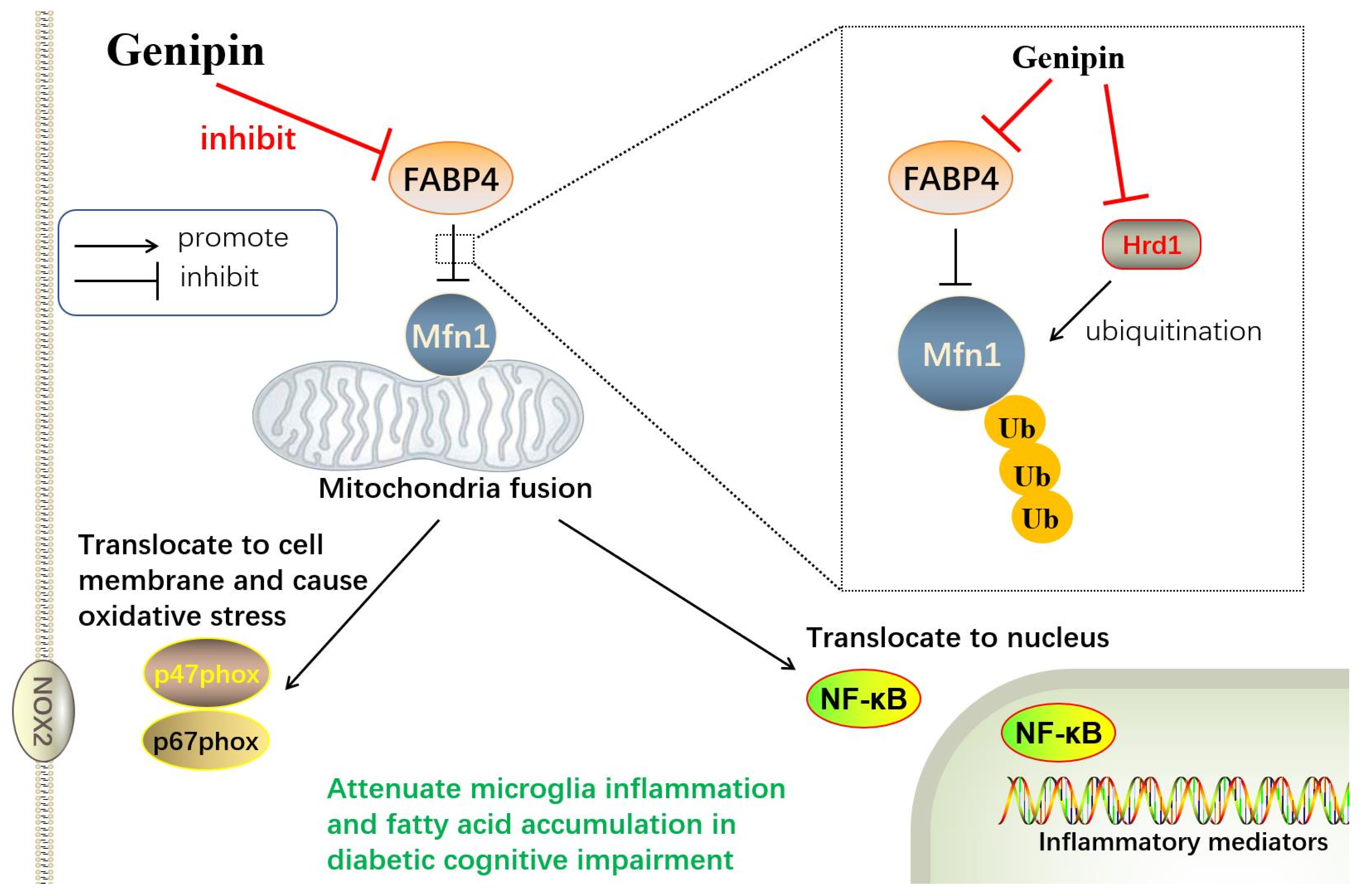 Antioxidants 12 00074 g009