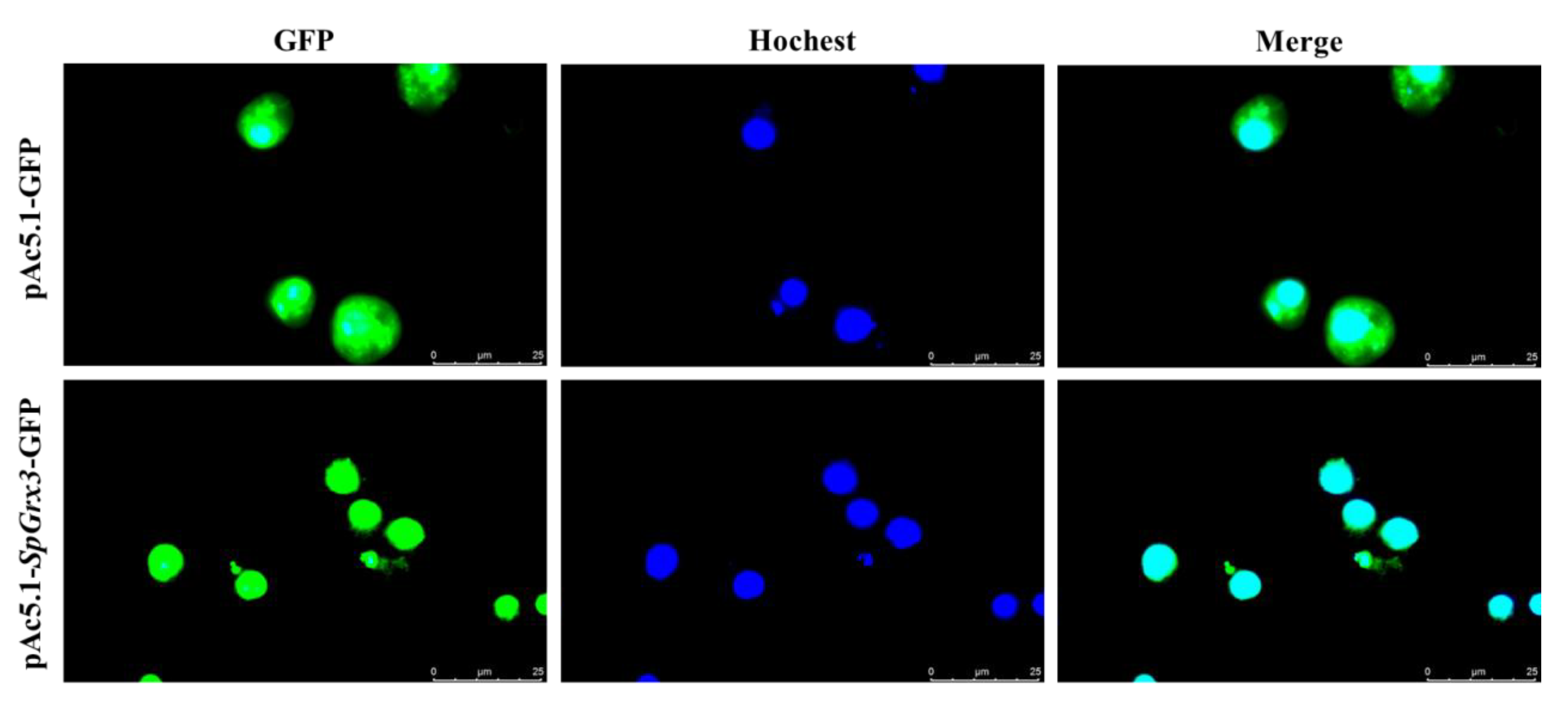 Antioxidants 12 00076 g007