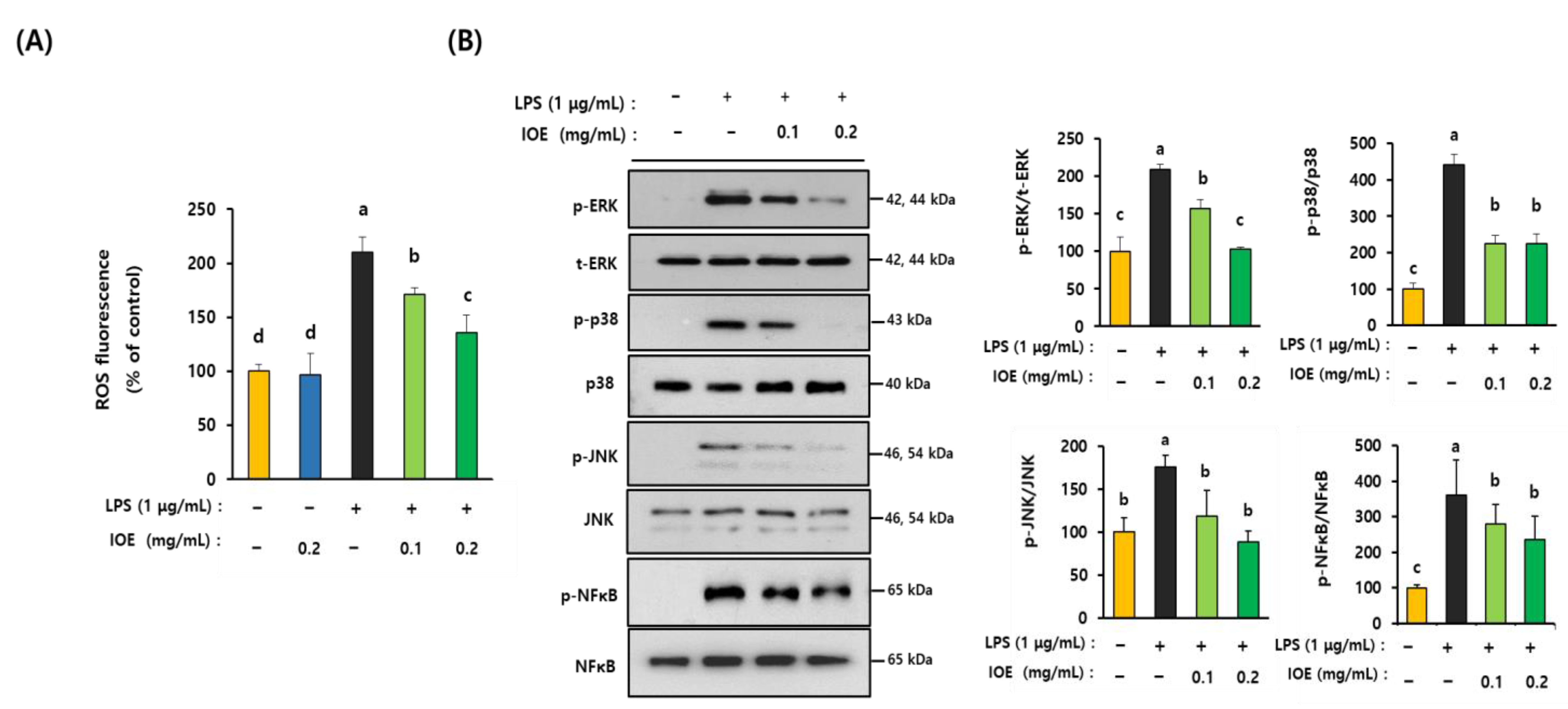 Antioxidants 12 00078 g008