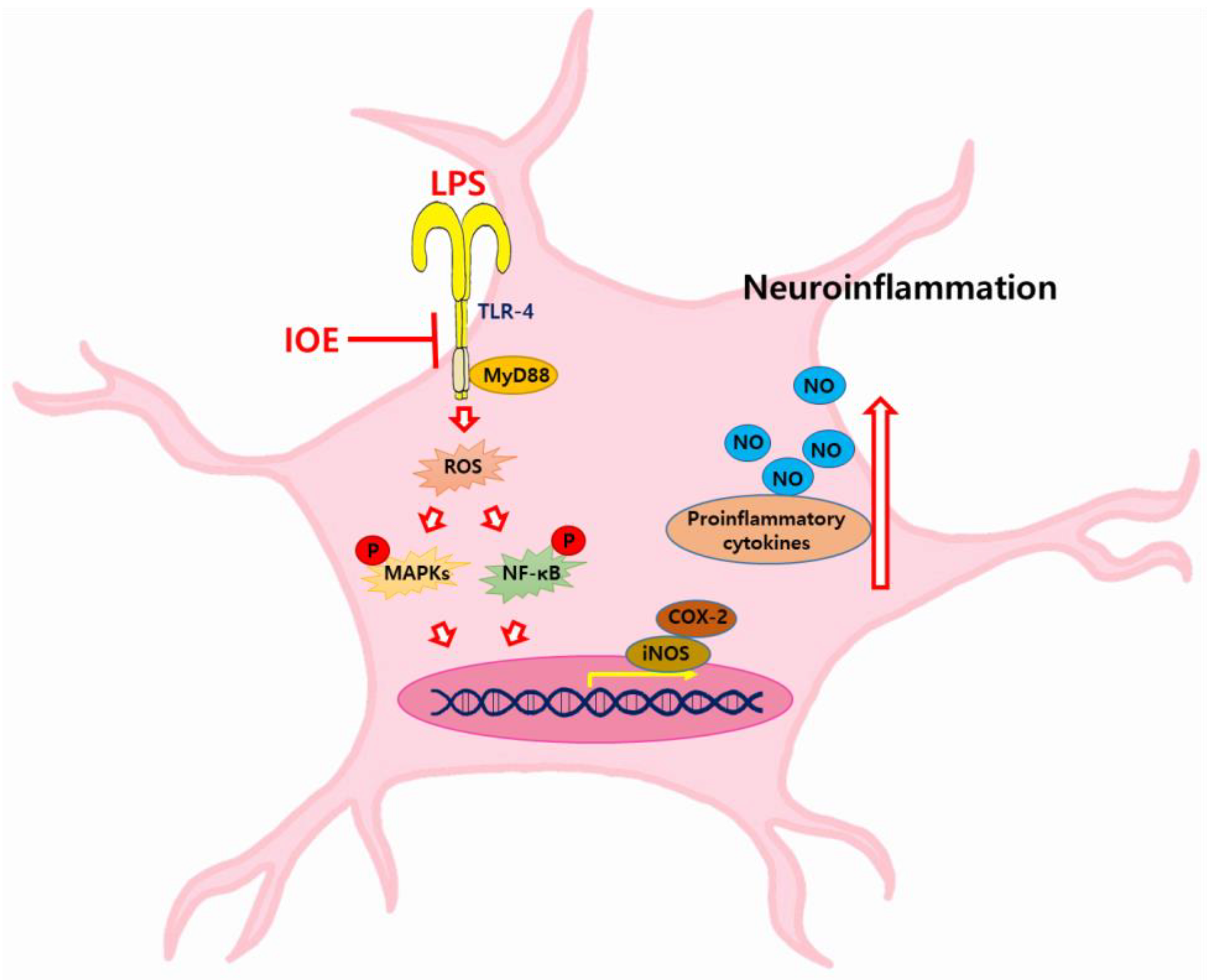 Antioxidants 12 00078 g011