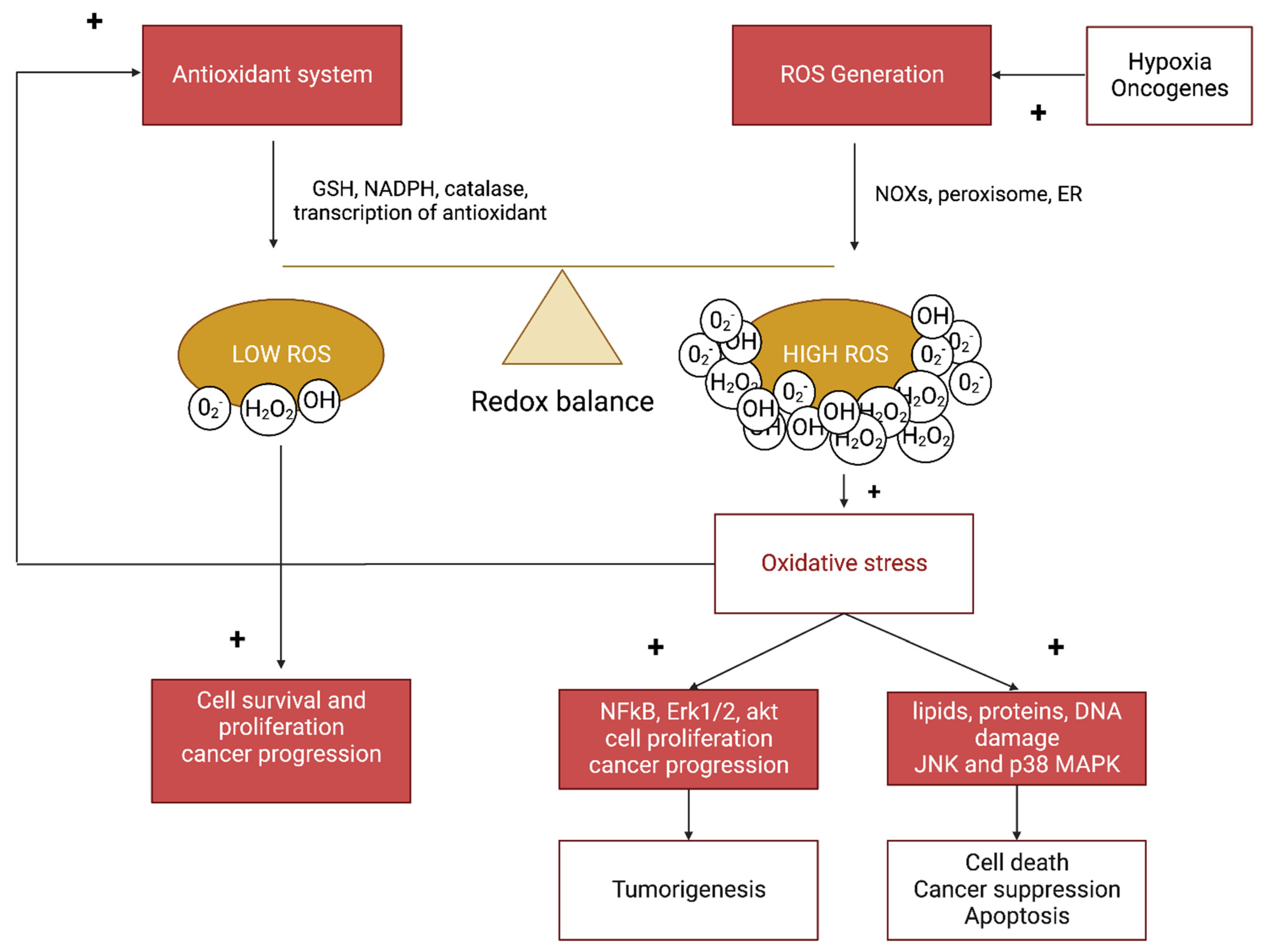 Antioxidants 12 00084 g001