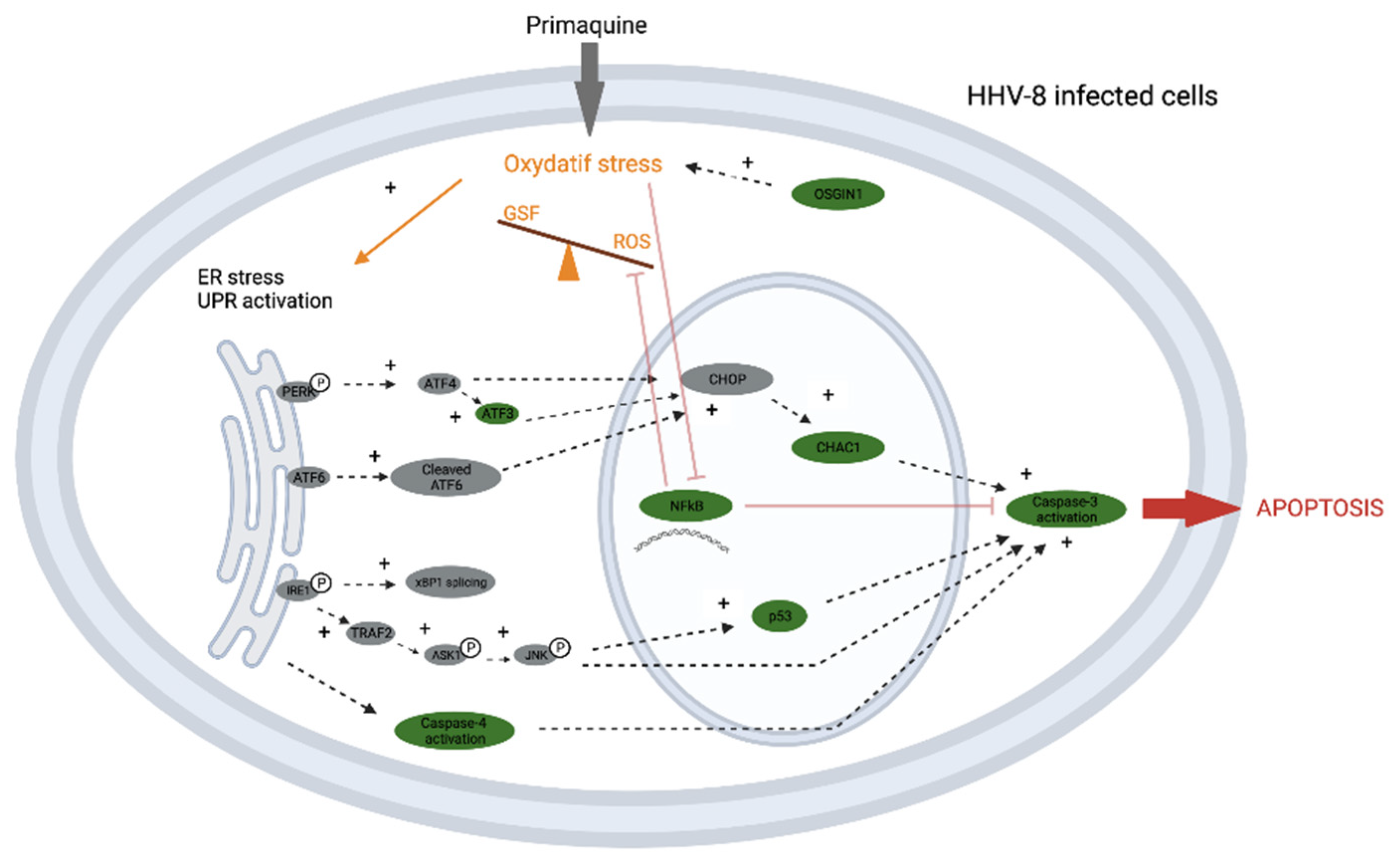 Antioxidants 12 00084 g002
