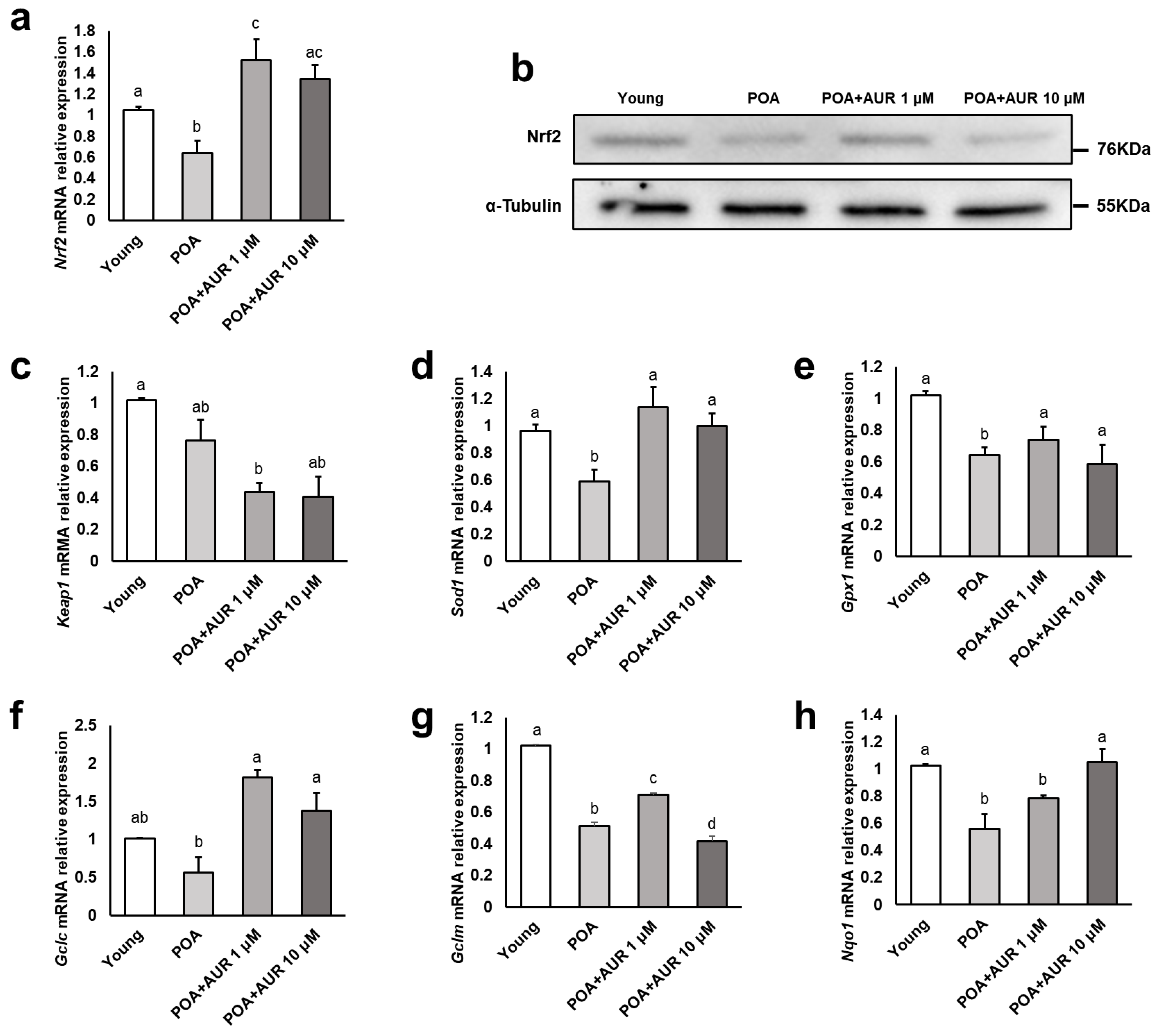 Antioxidants 12 00087 g005