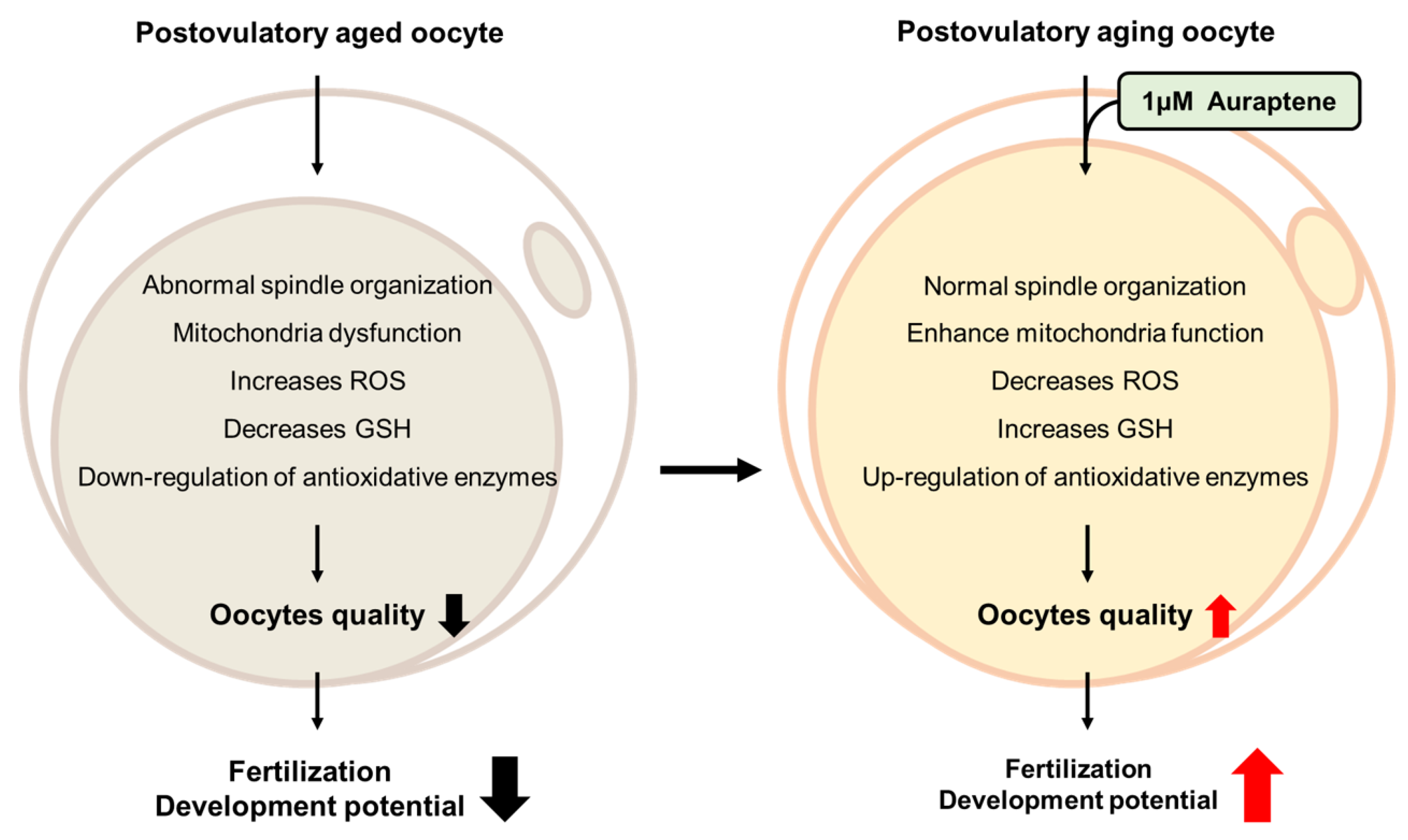Antioxidants 12 00087 g008