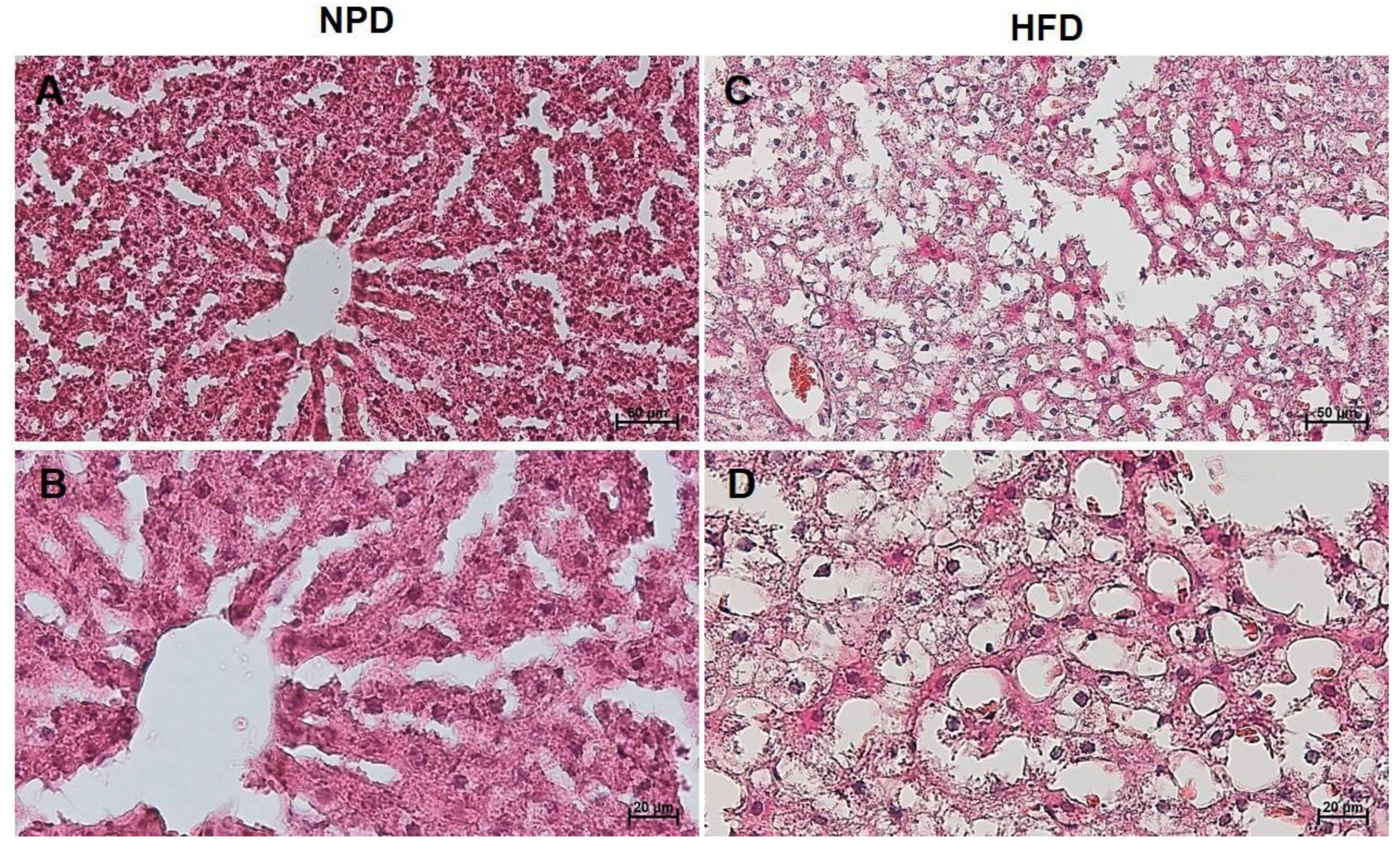 Antioxidants 12 00089 g010