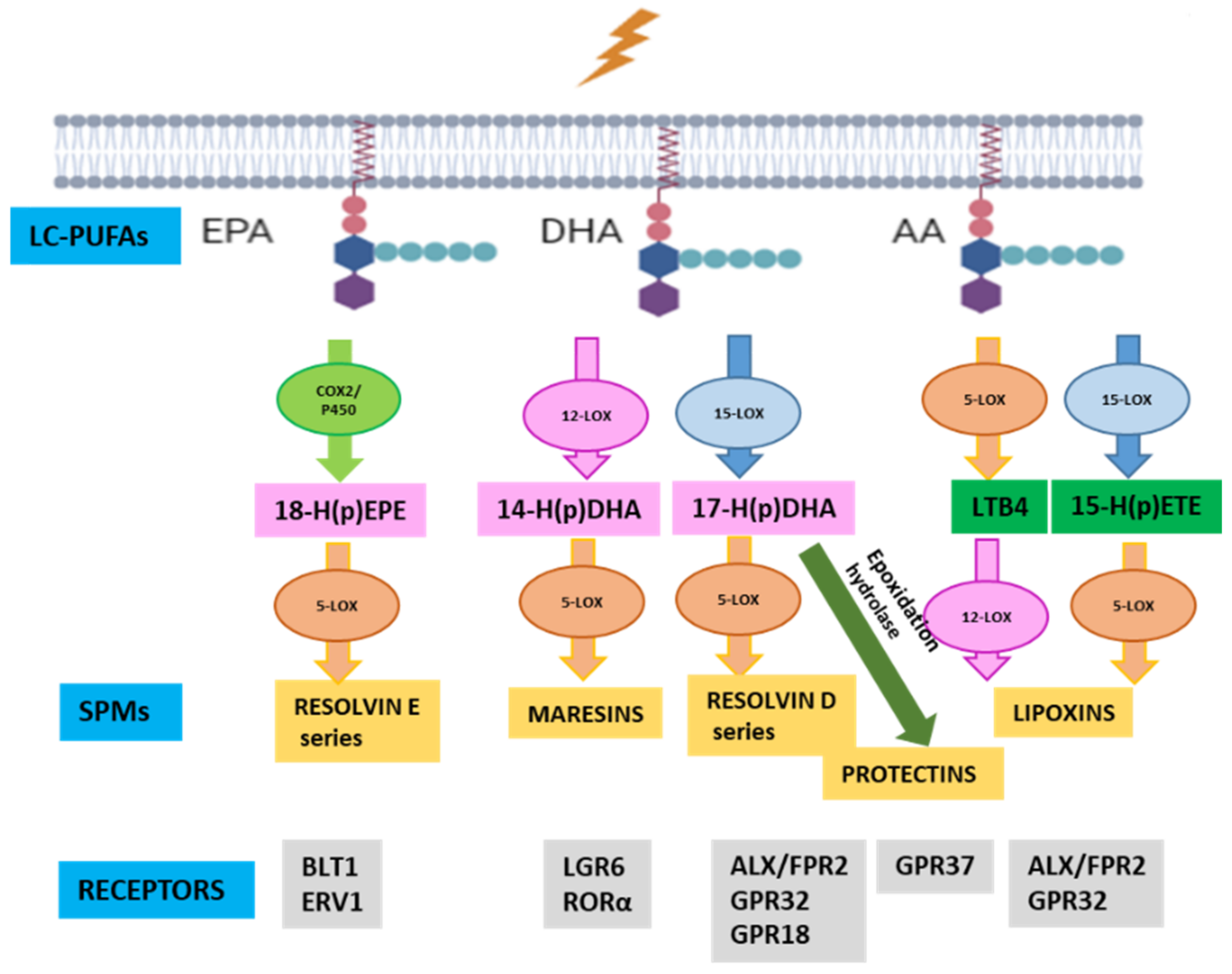 Antioxidants 12 00098 g001 Antioxidants 12 00098 g001