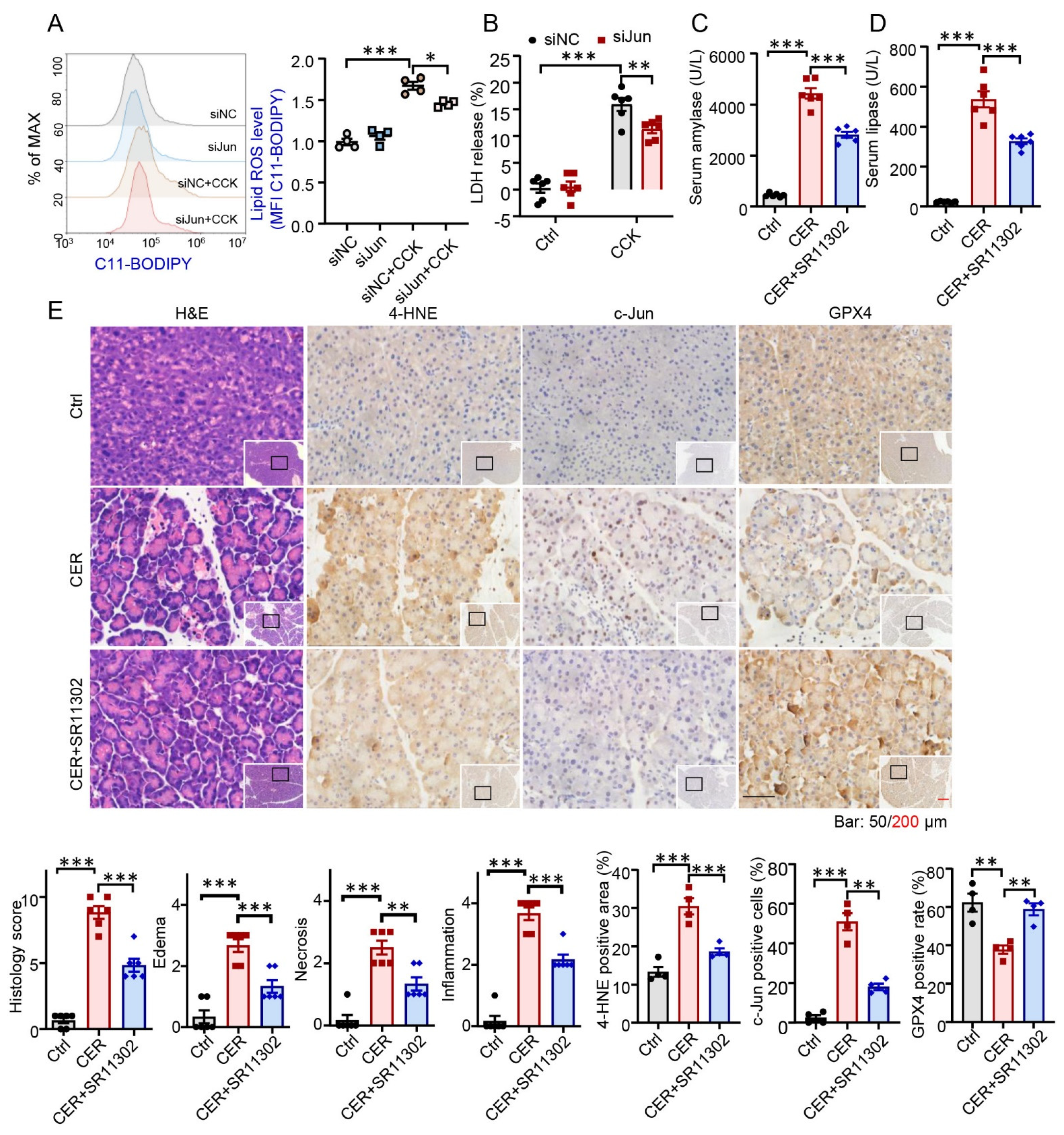 Antioxidants 12 00100 g004