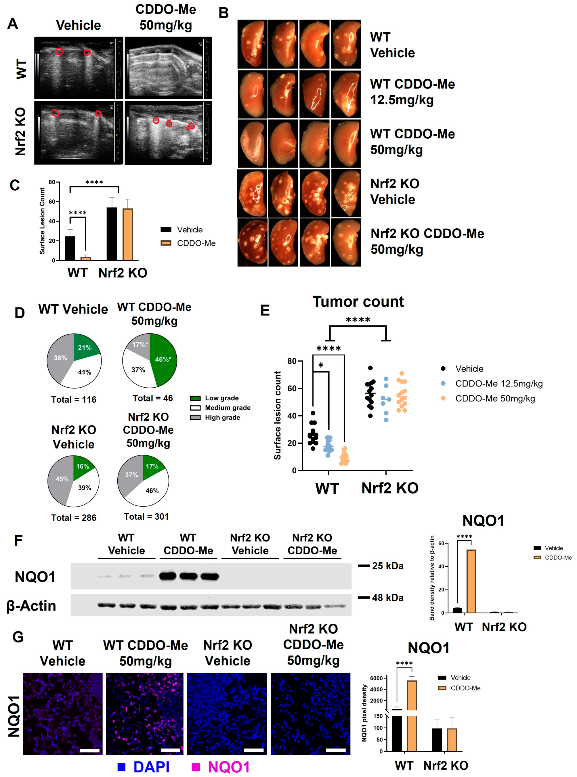 Antioxidants 12 00116 g004