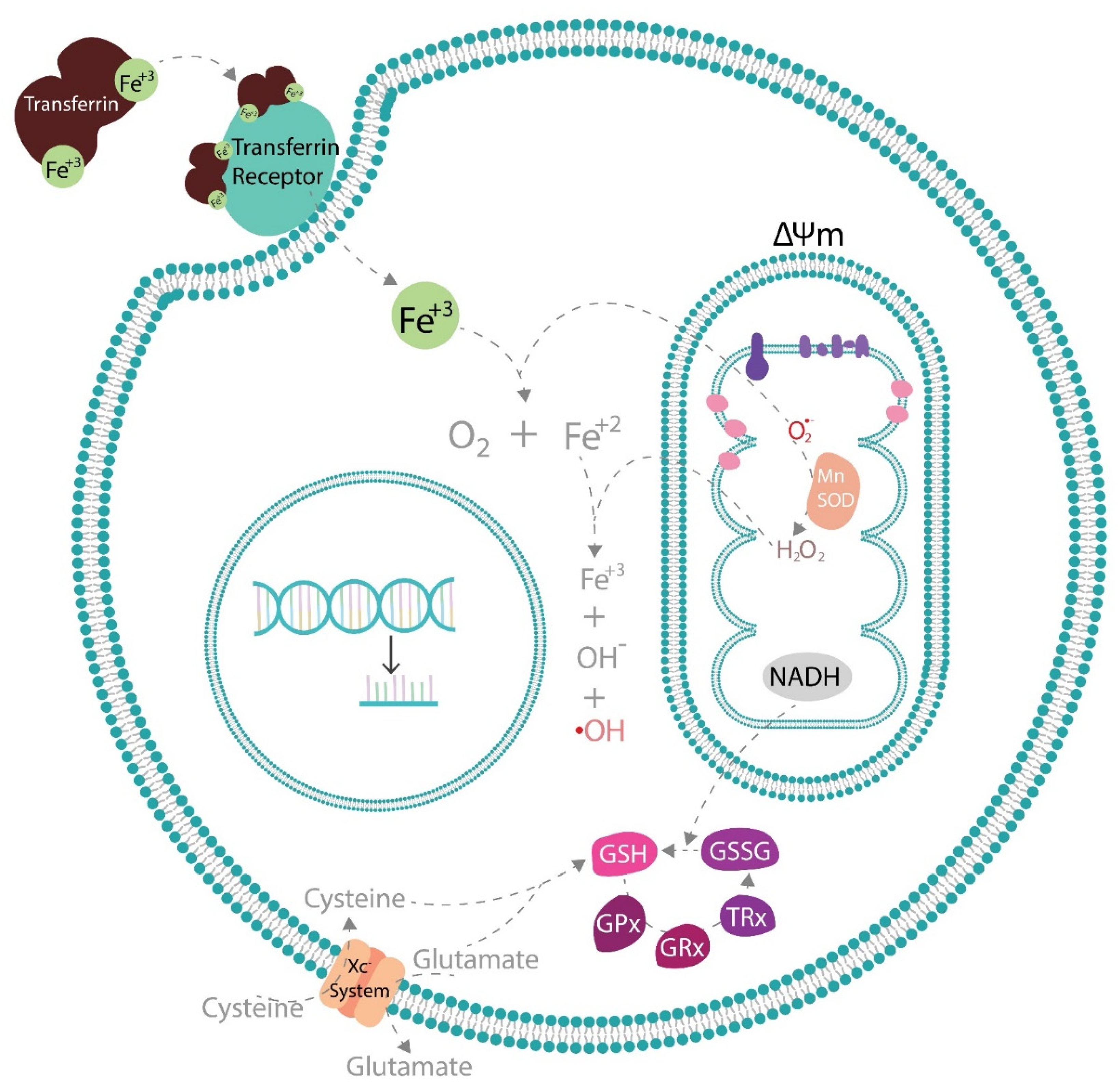 Antioxidants 12 00123 g001
