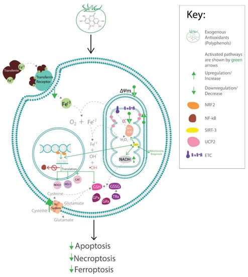 Antioxidants 12 00123 g002