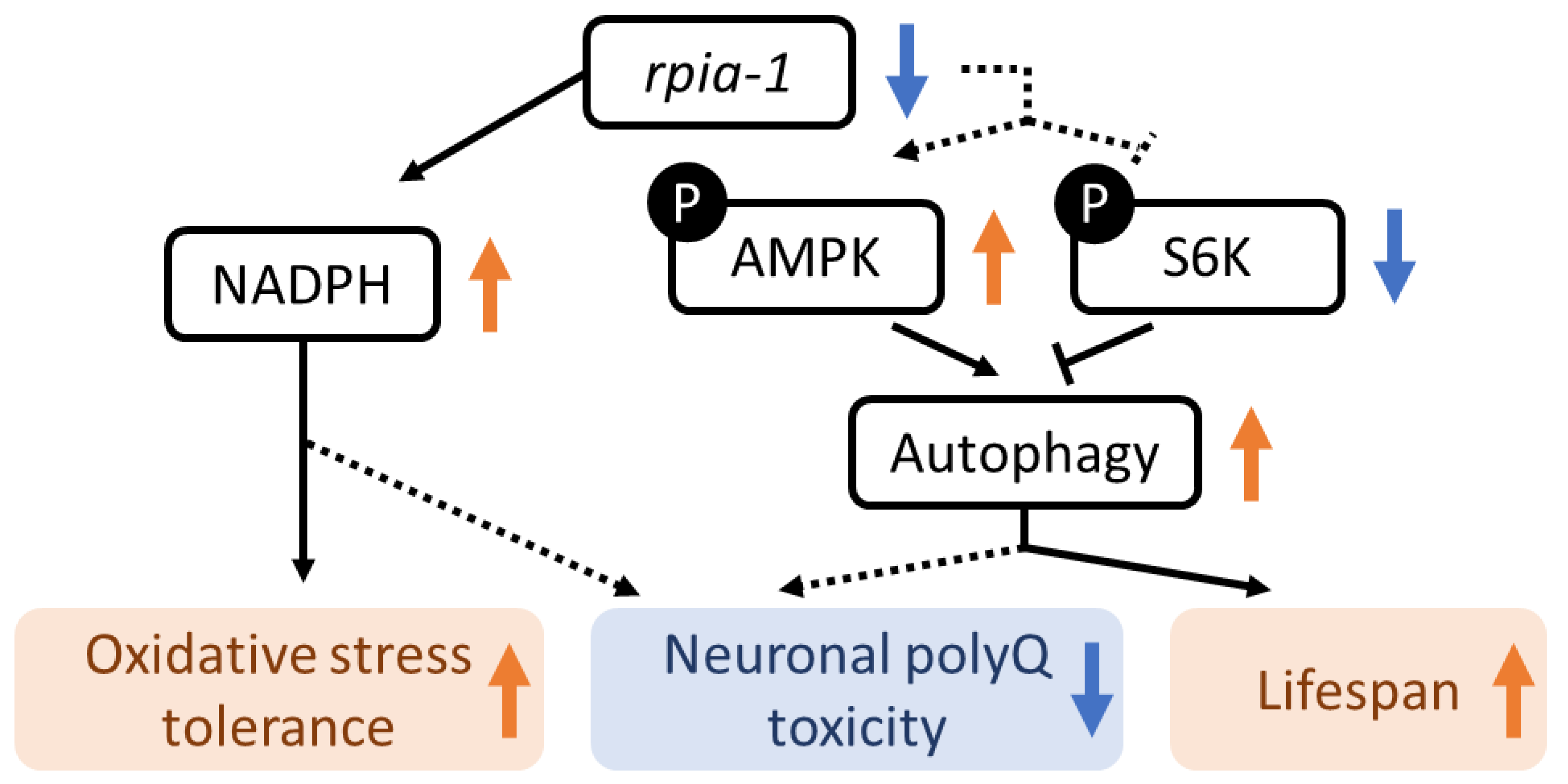 Antioxidants 12 00124 g008