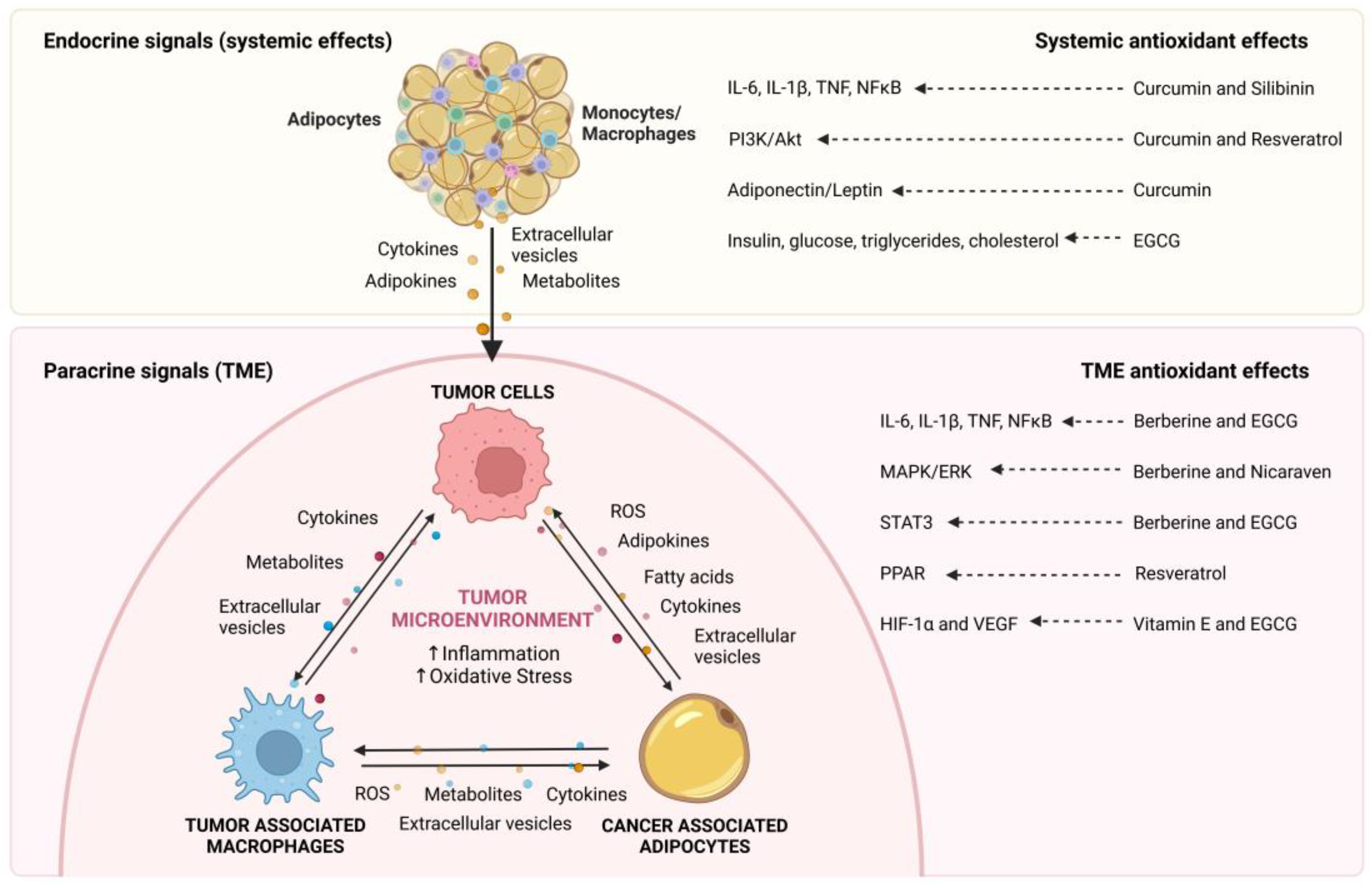 Antioxidants 12 00126 g001