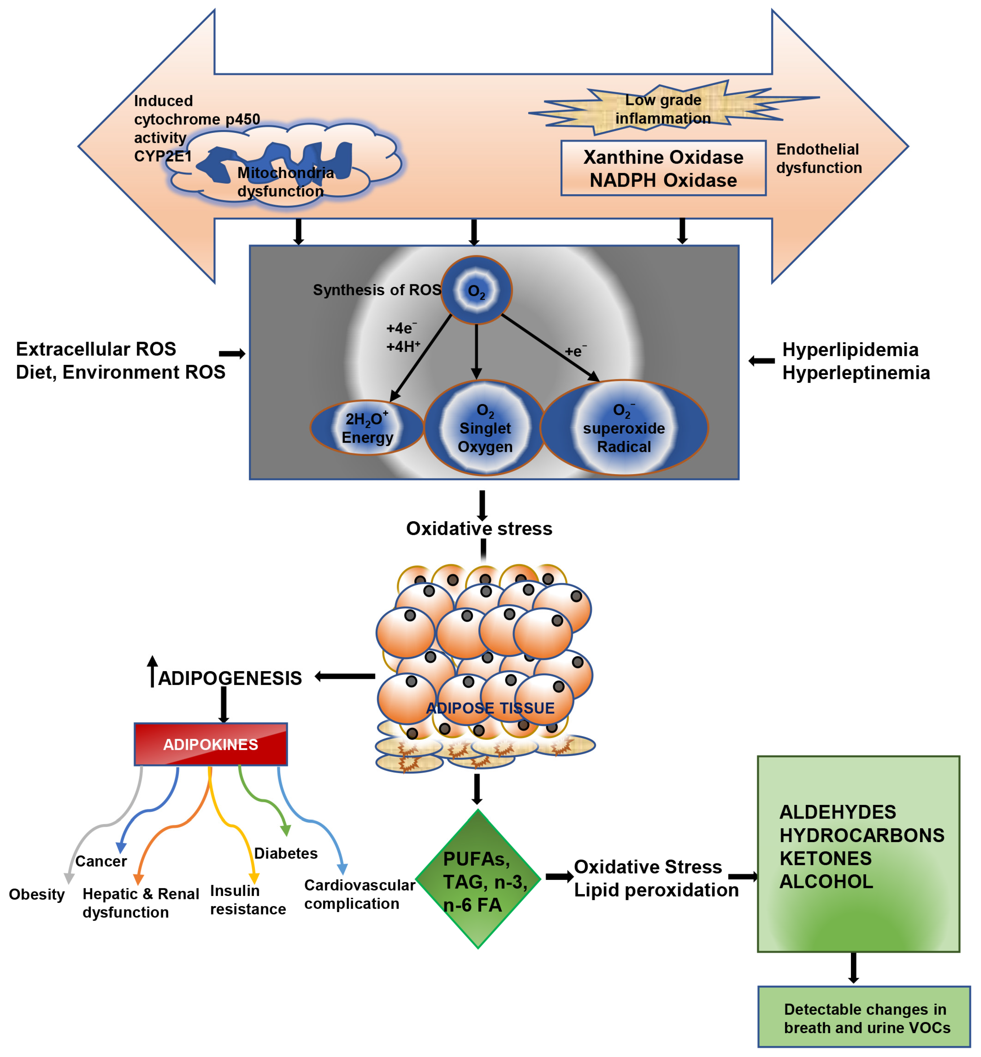 Antioxidants 12 00129 g002 Antioxidants 12 00129 g002