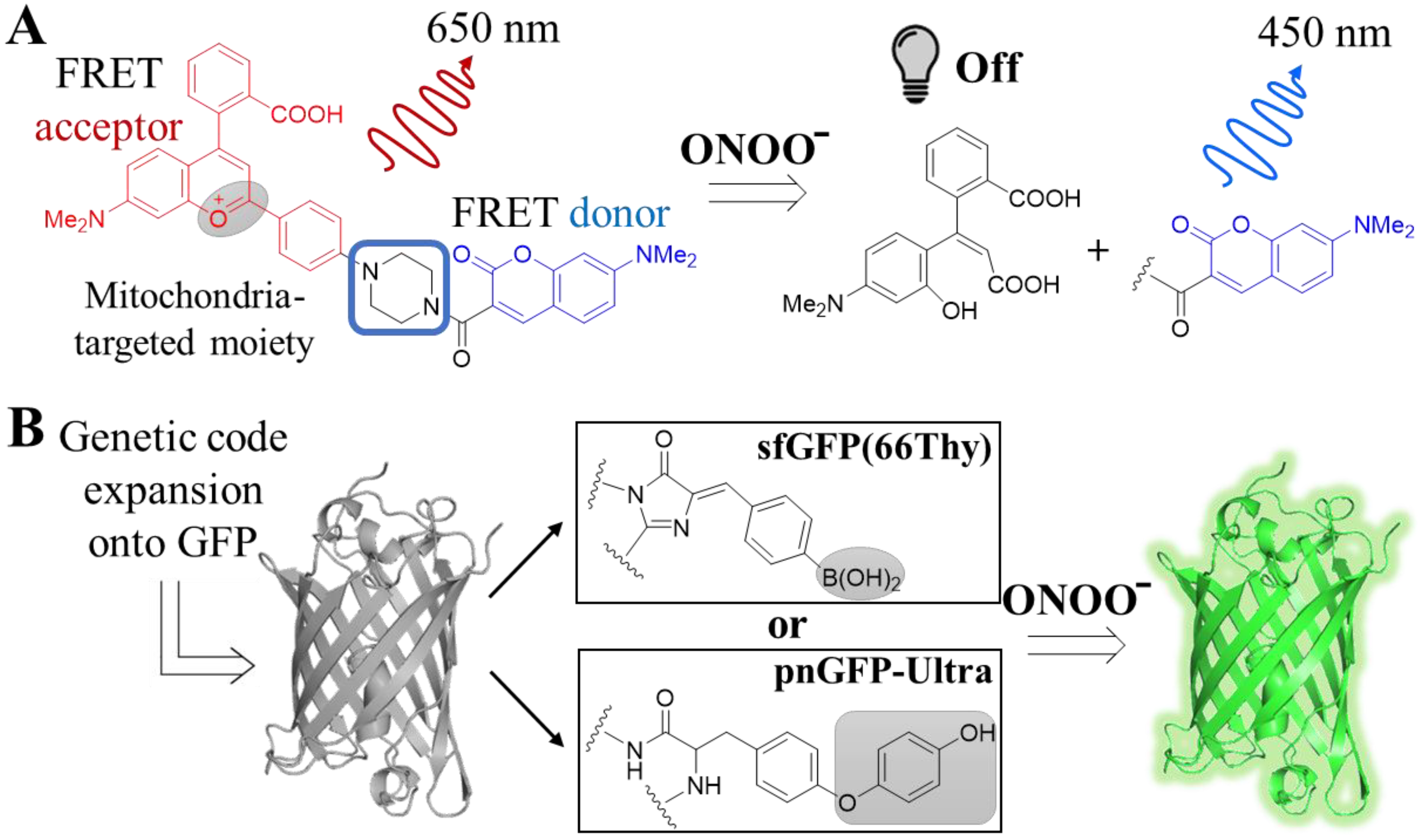 Antioxidants 12 00131 g004
