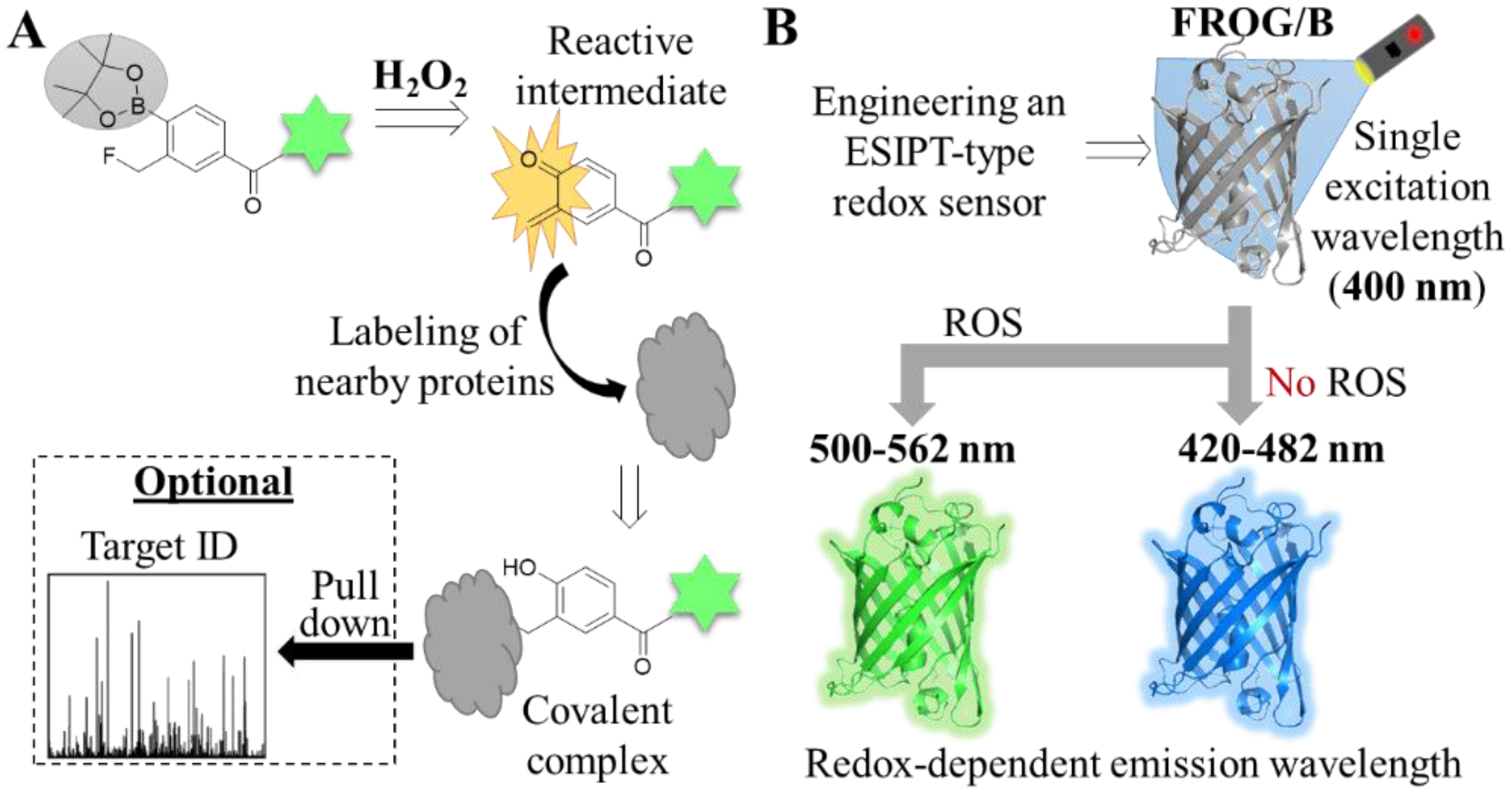 Antioxidants 12 00131 g005