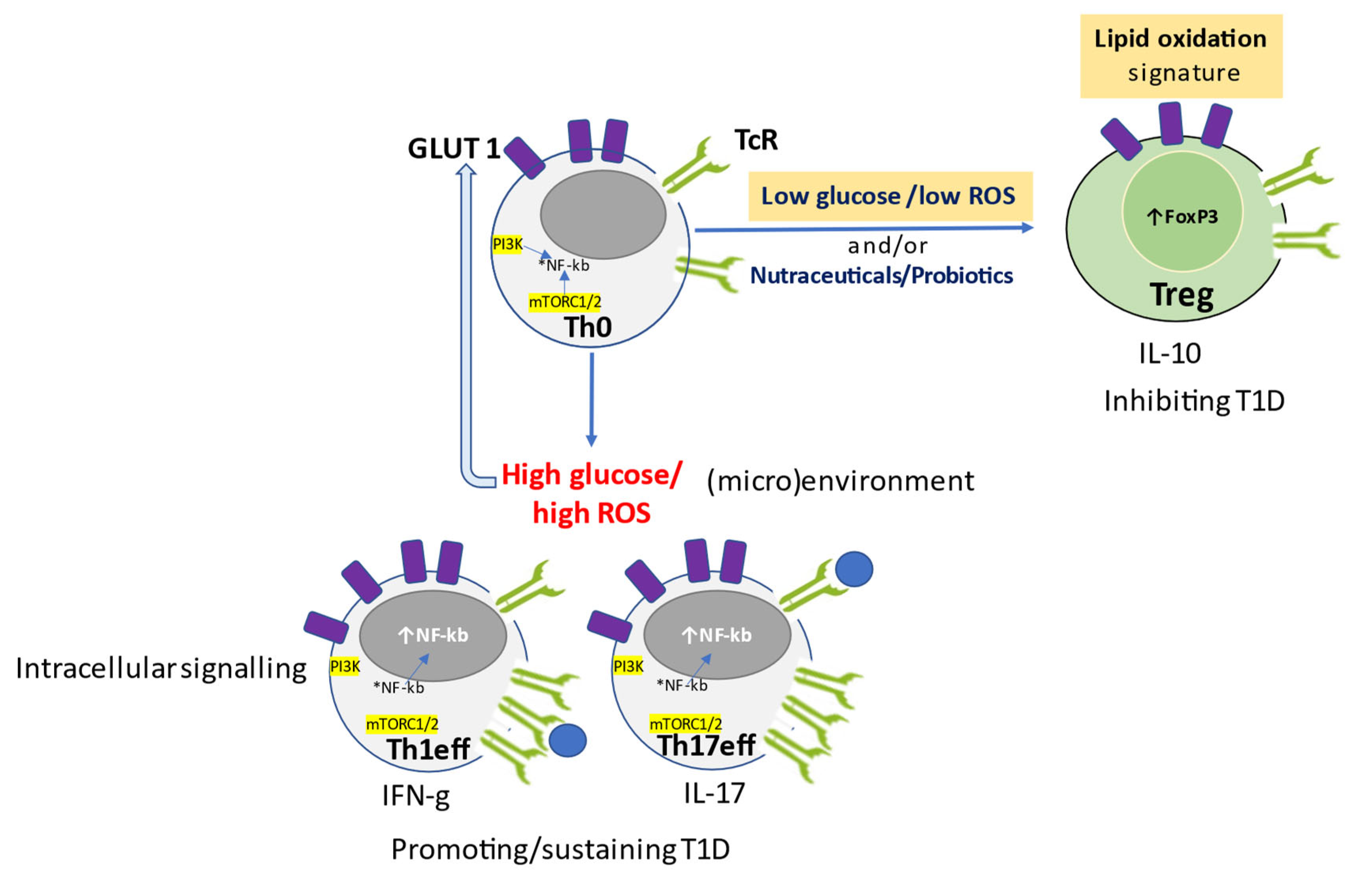Antioxidants 12 00132 g001 Antioxidants 12 00132 g001