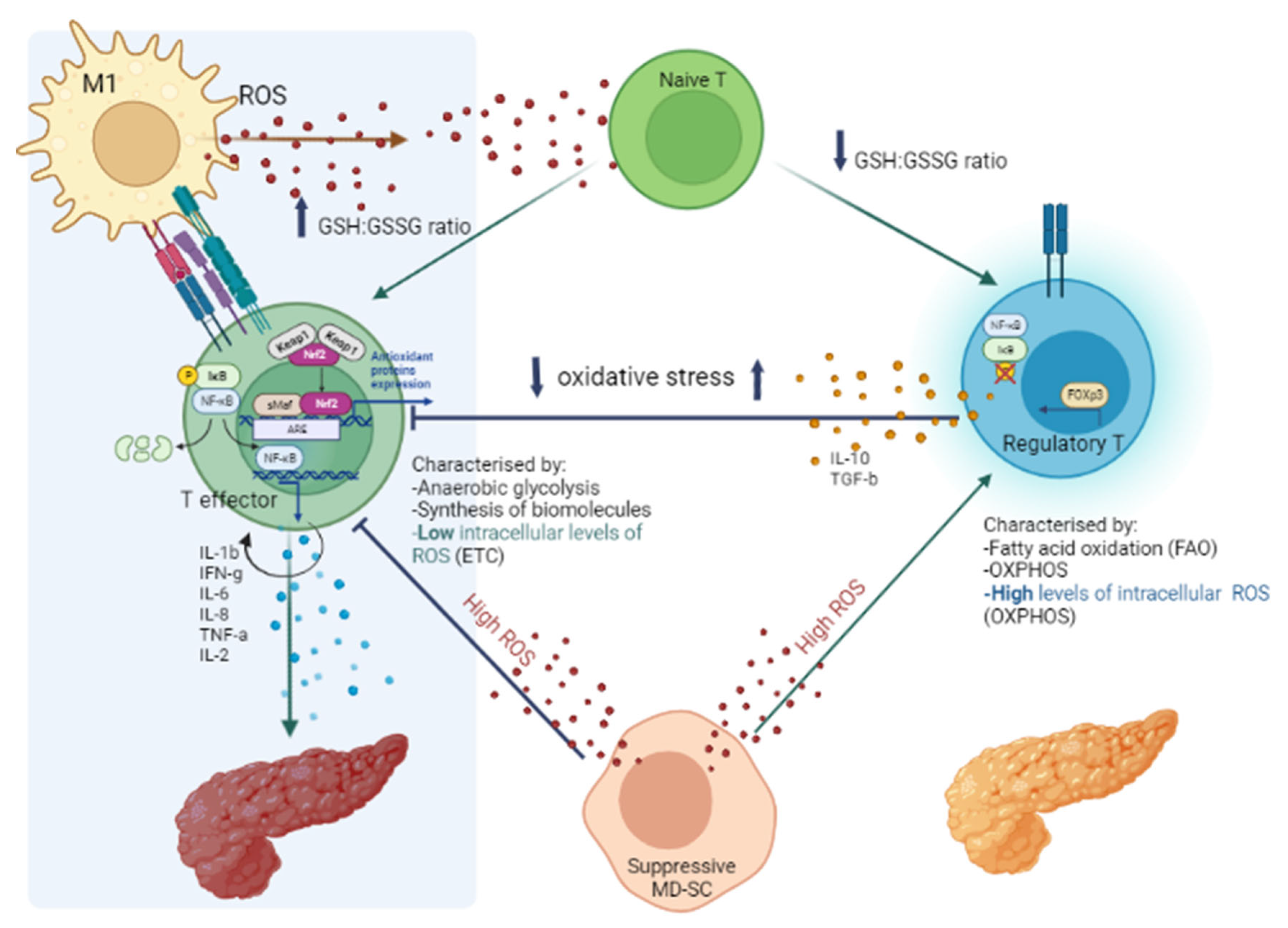 Antioxidants 12 00132 g002 Antioxidants 12 00132 g002
