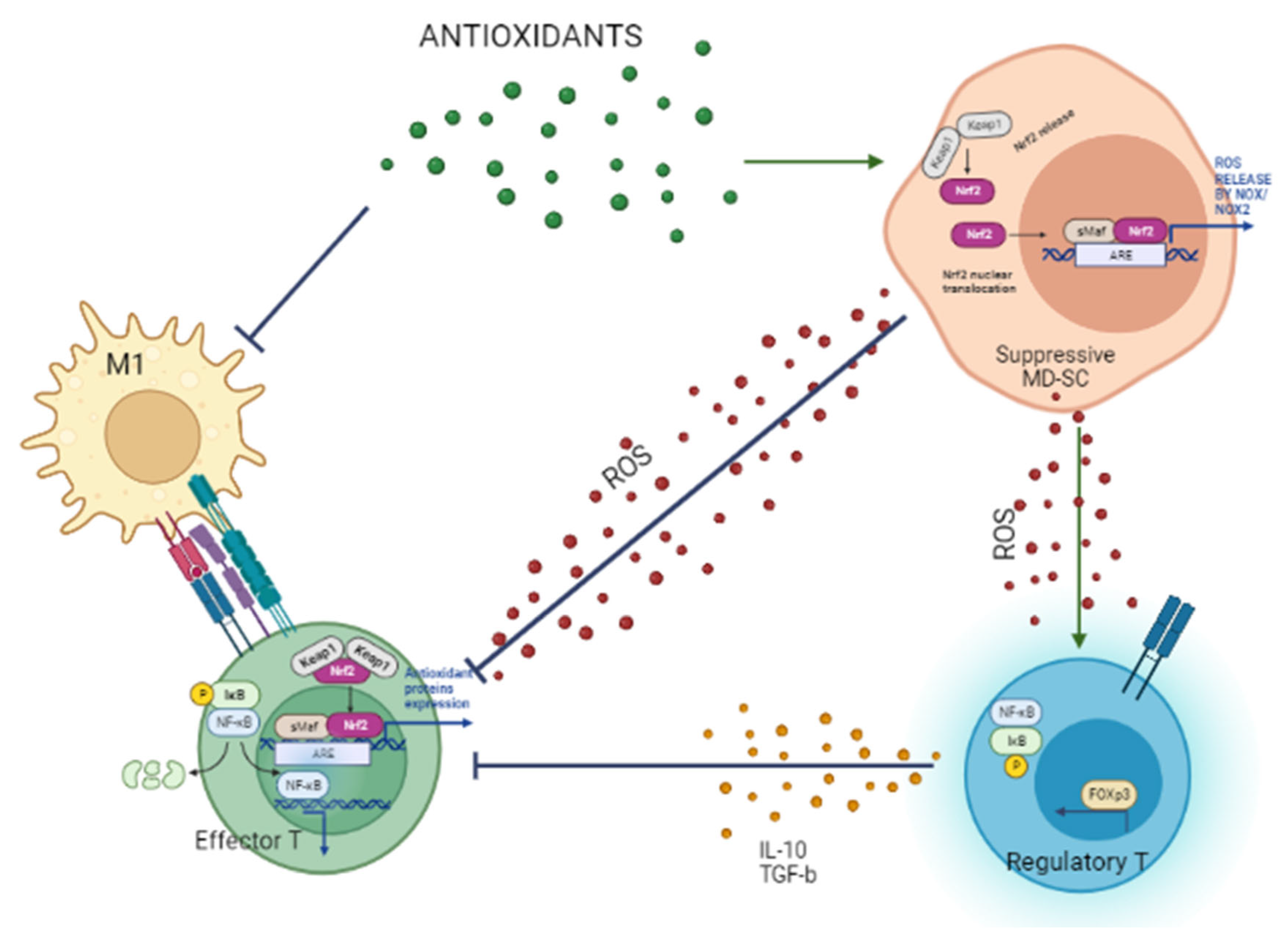 Antioxidants 12 00132 g003 Antioxidants 12 00132 g003