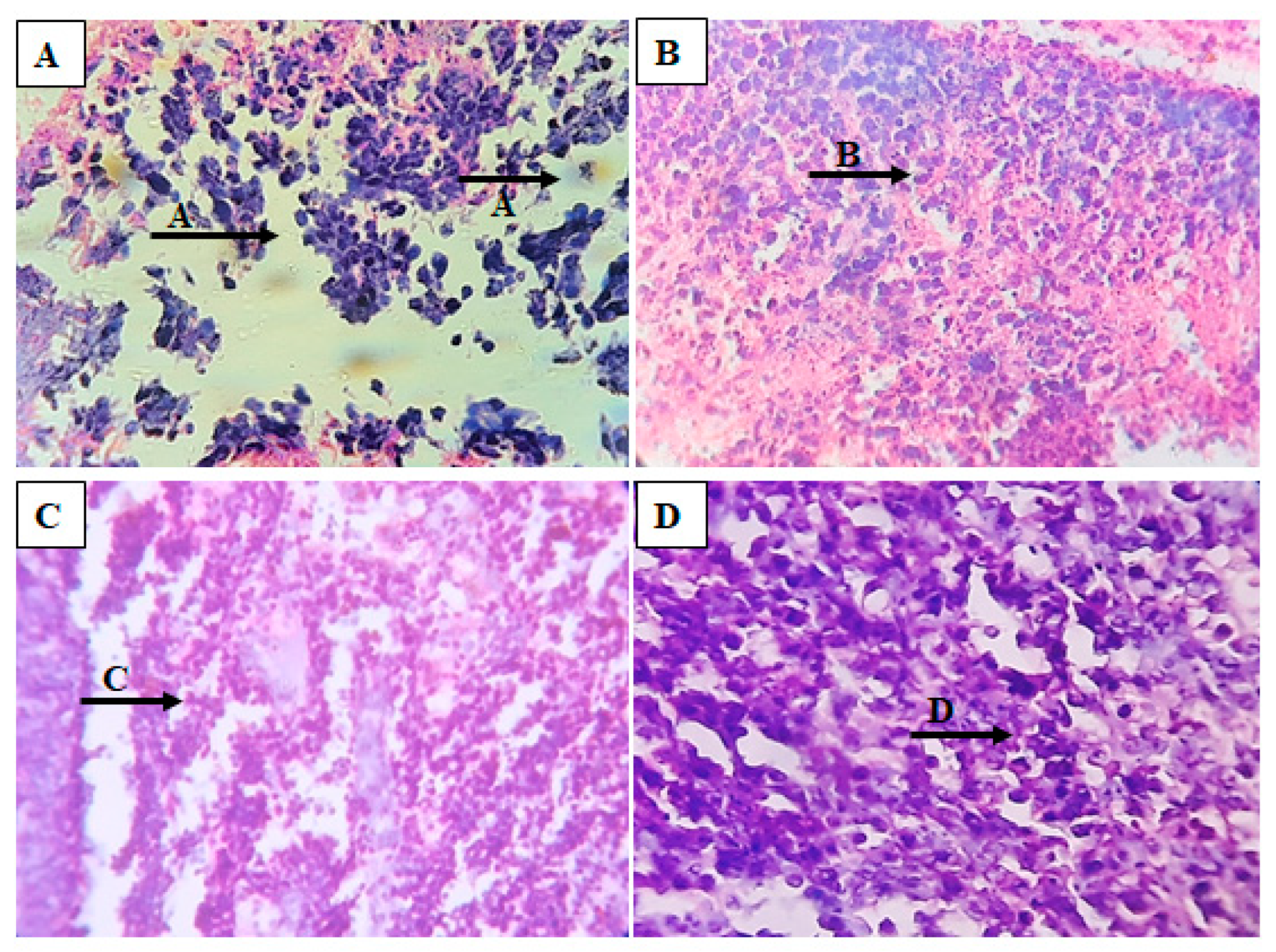 Antioxidants 12 00134 g007