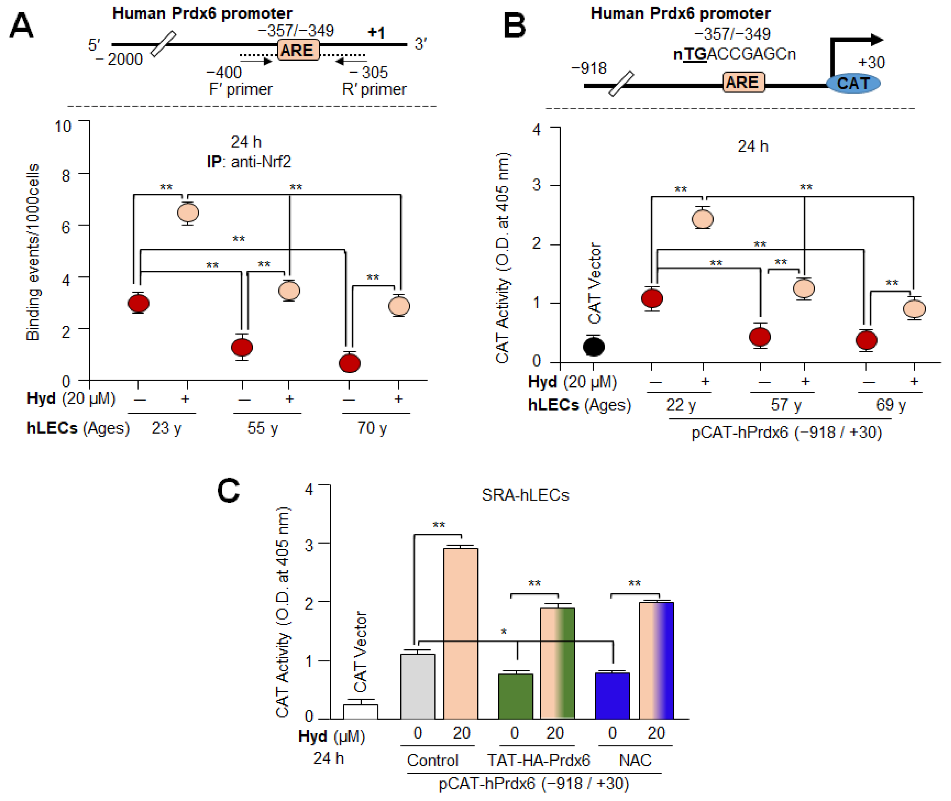 Antioxidants 12 00140 g007 Antioxidants 12 00140 g007