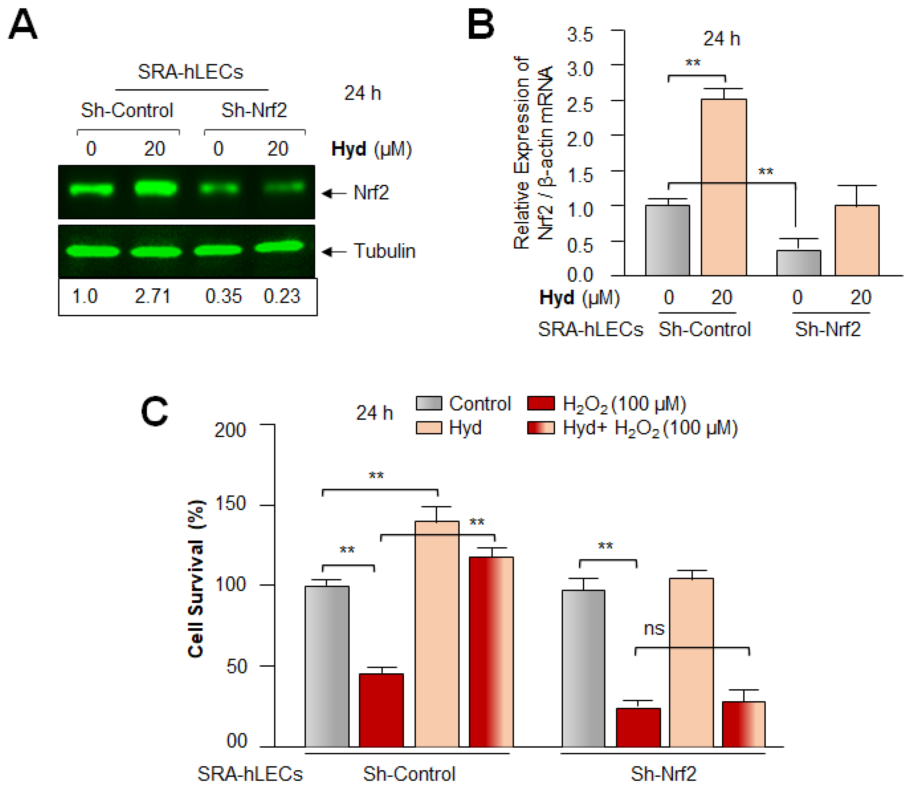Antioxidants 12 00140 g008 Antioxidants 12 00140 g008
