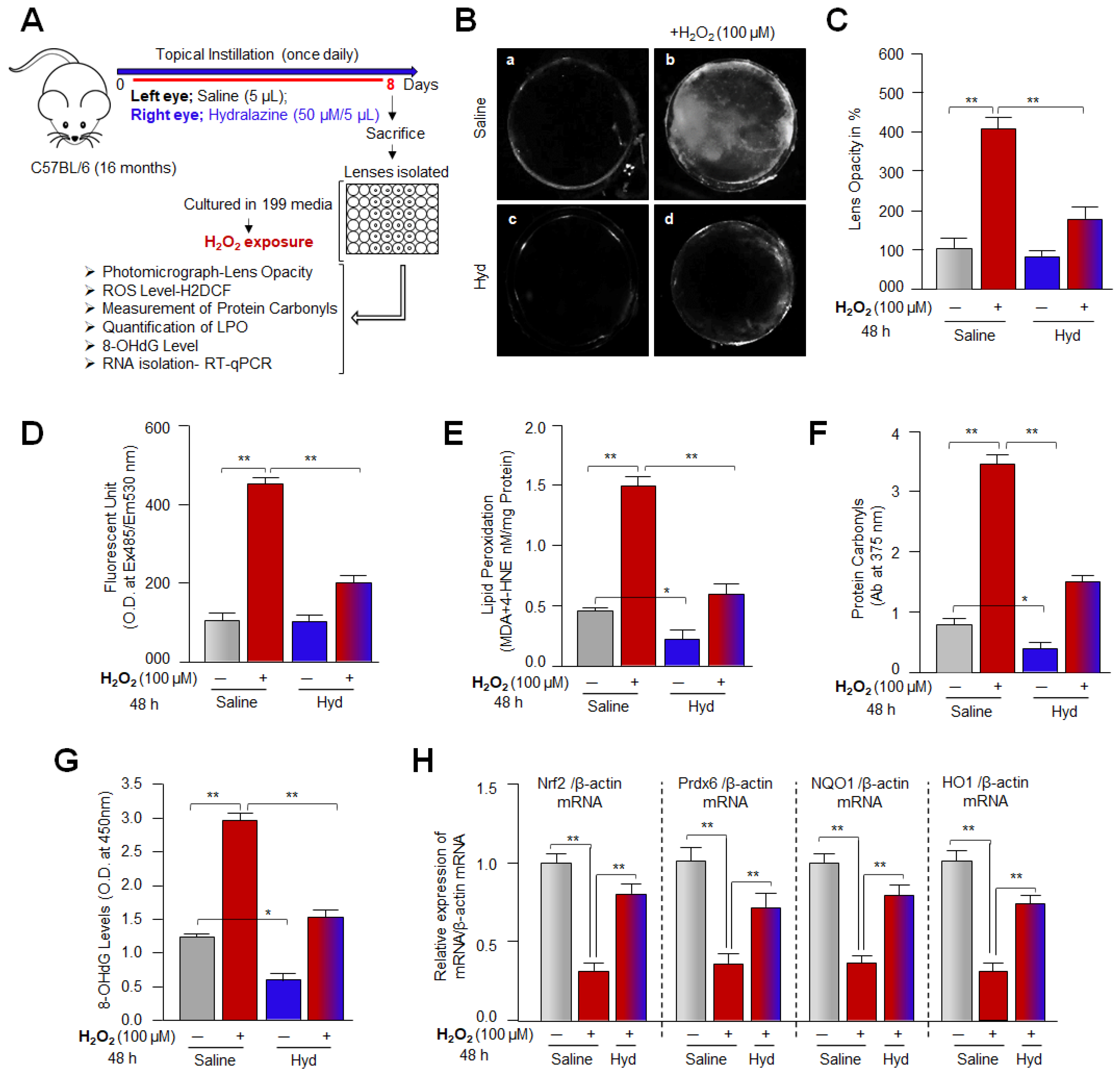 Antioxidants 12 00140 g012 Antioxidants 12 00140 g012