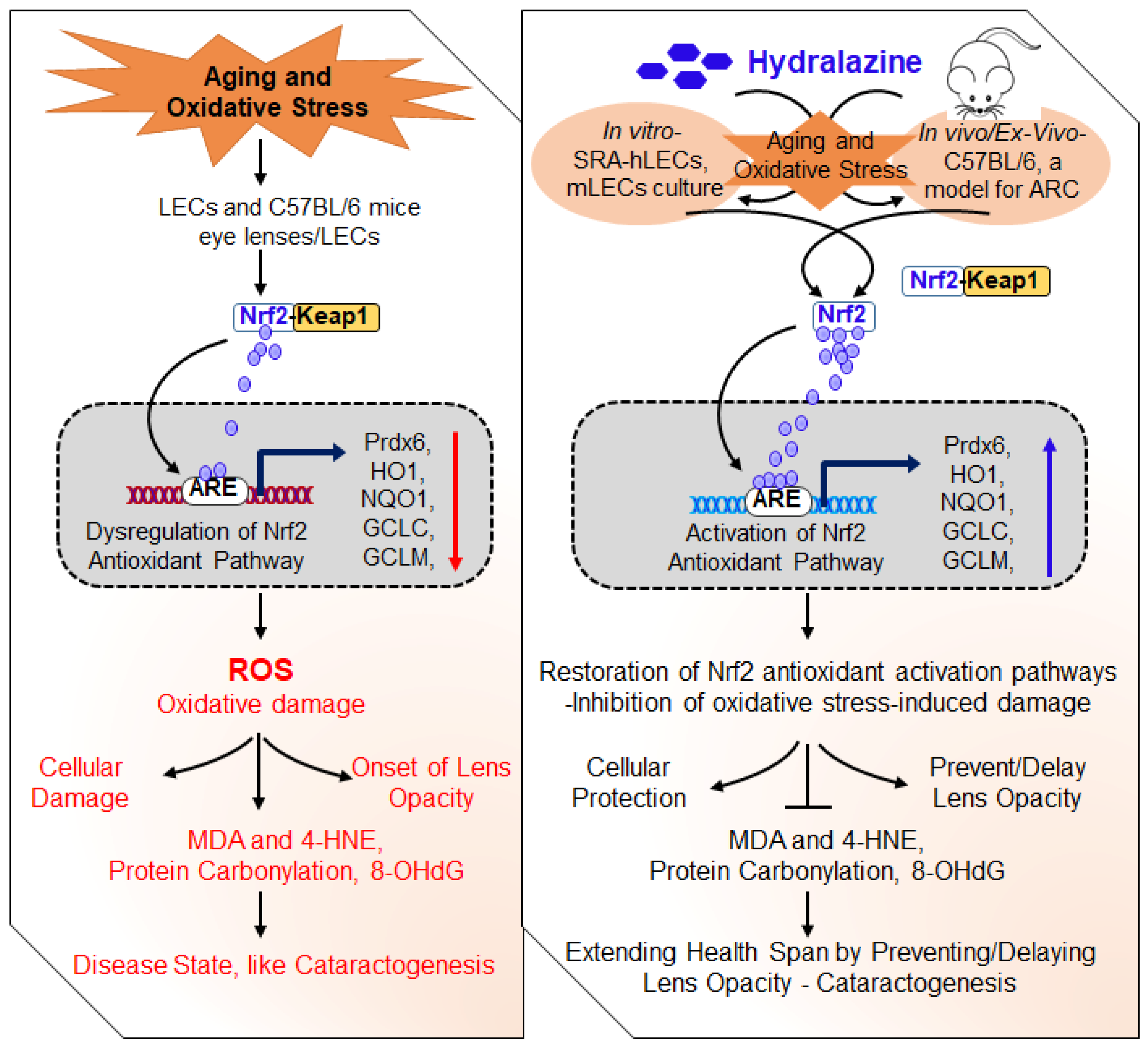 Antioxidants 12 00140 g013 Antioxidants 12 00140 g013