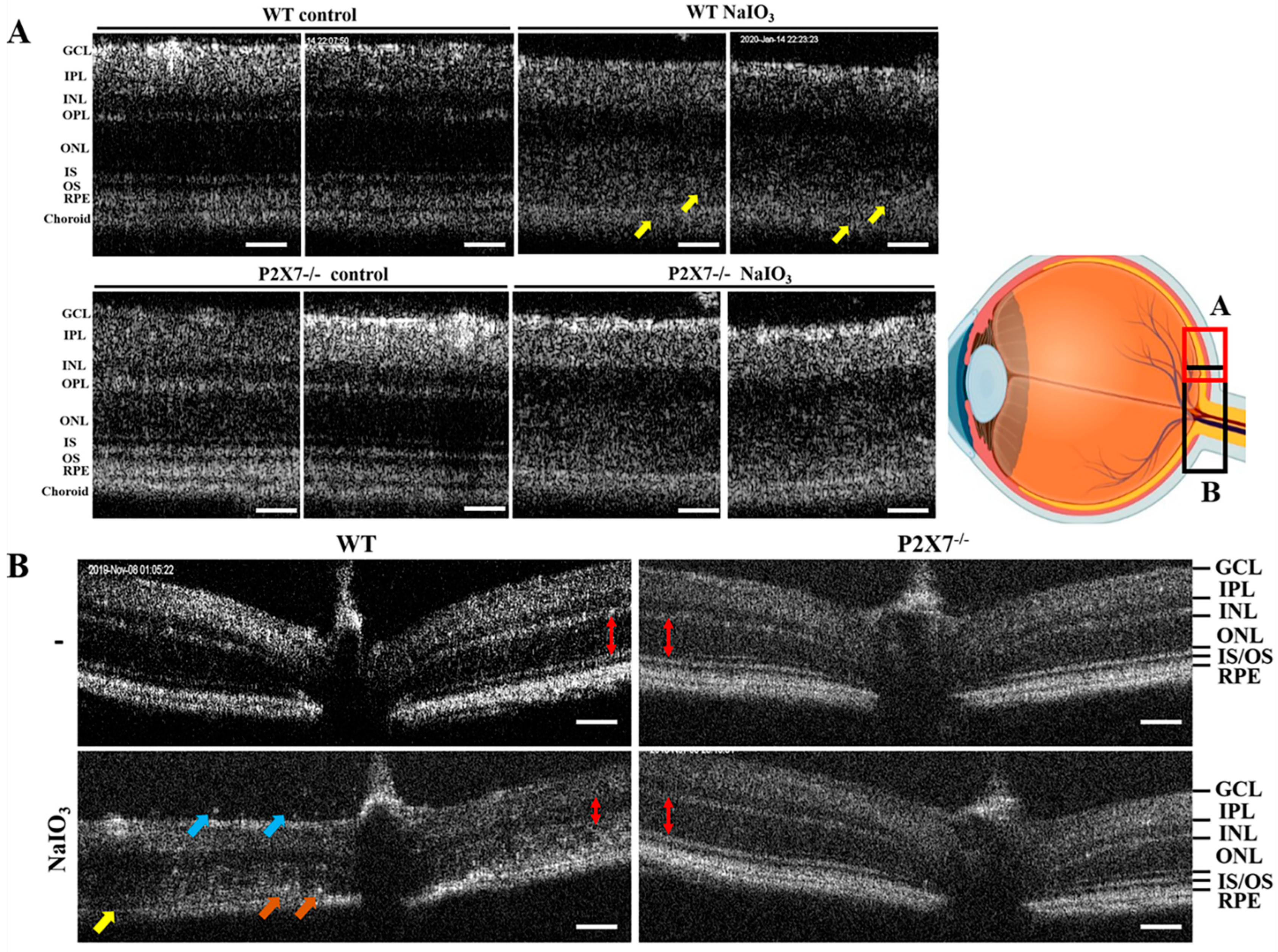 Antioxidants 12 00141 g002 Antioxidants 12 00141 g002