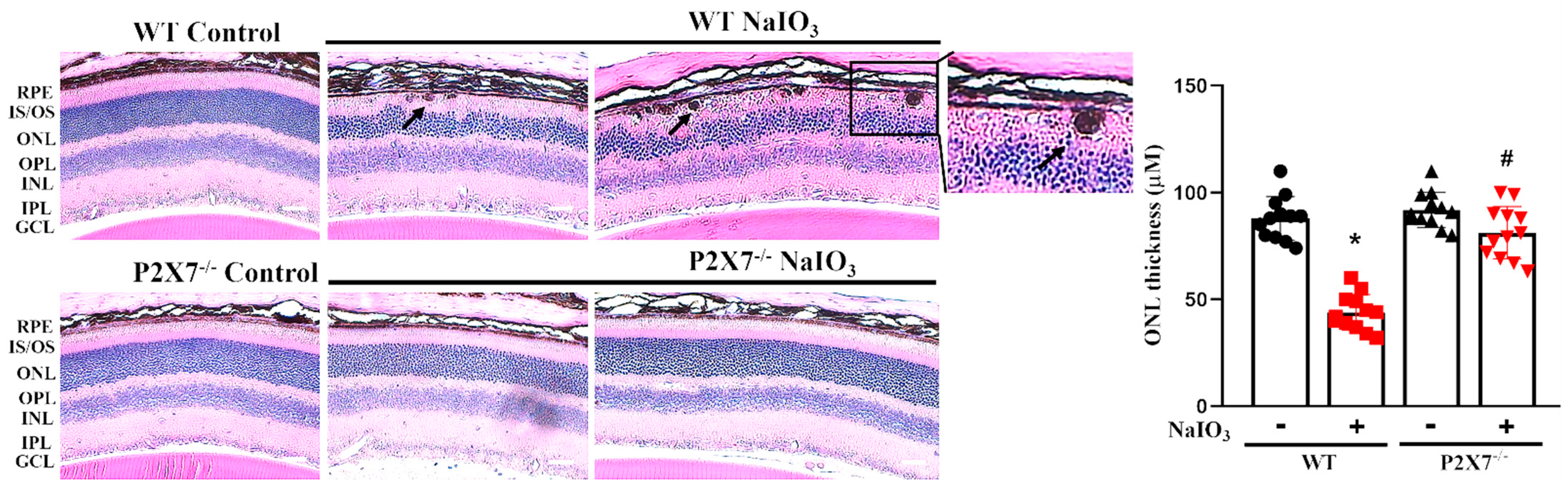 Antioxidants 12 00141 g003 Antioxidants 12 00141 g003