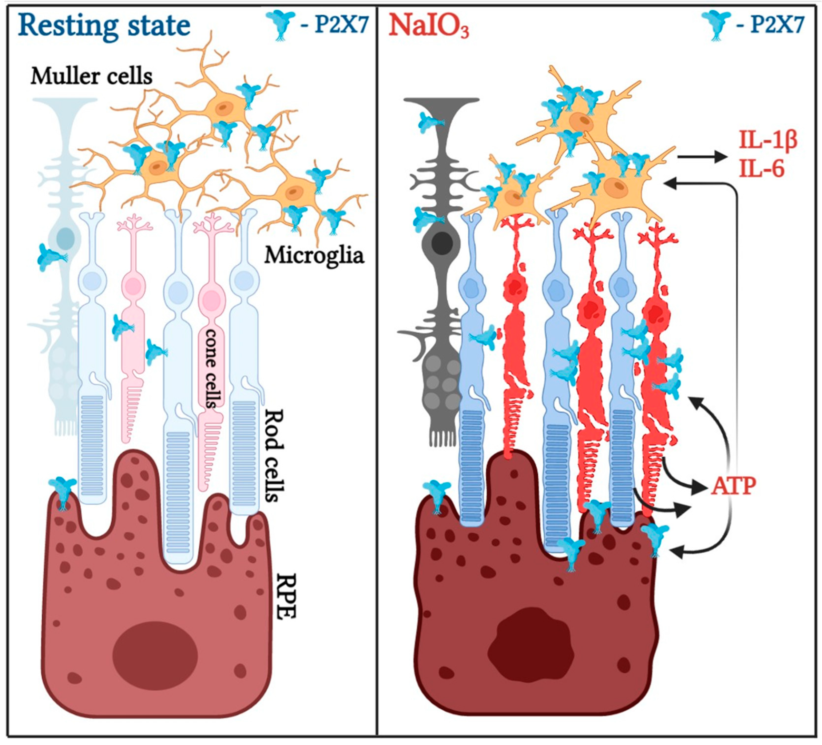 Antioxidants 12 00141 g009 Antioxidants 12 00141 g009