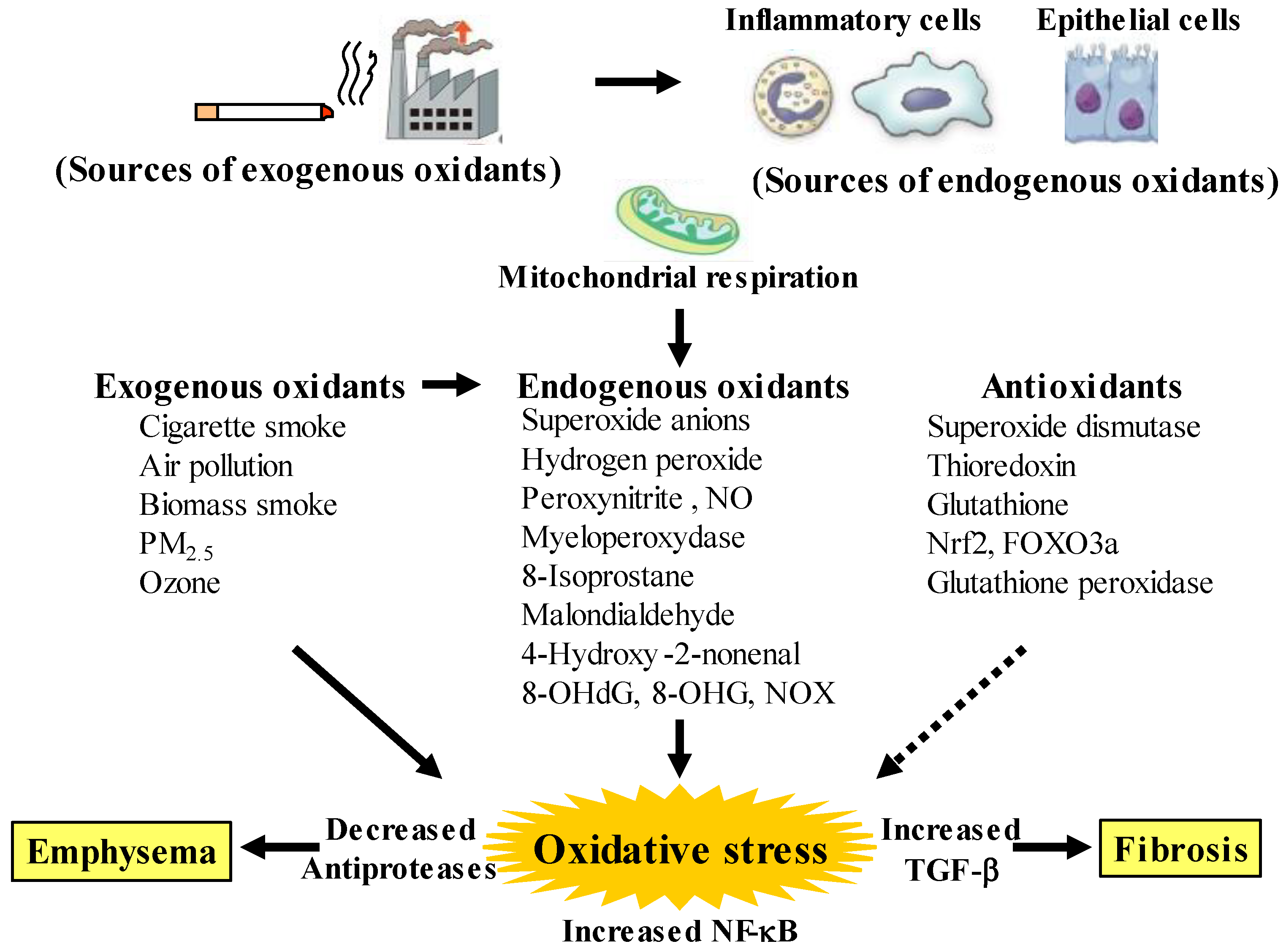 Antioxidants 12 00142 g001 Antioxidants 12 00142 g001