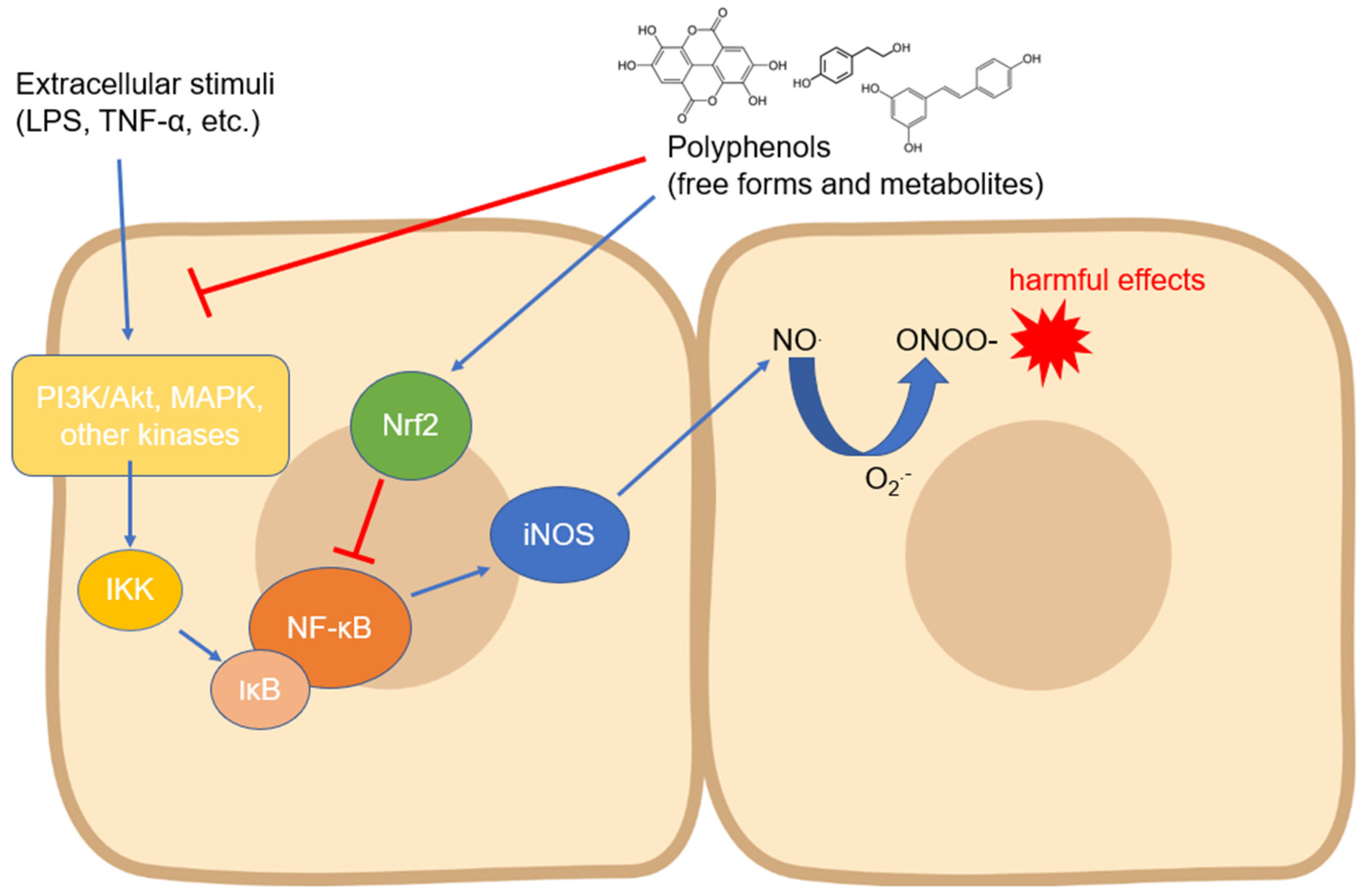 Antioxidants 12 00147 g002
