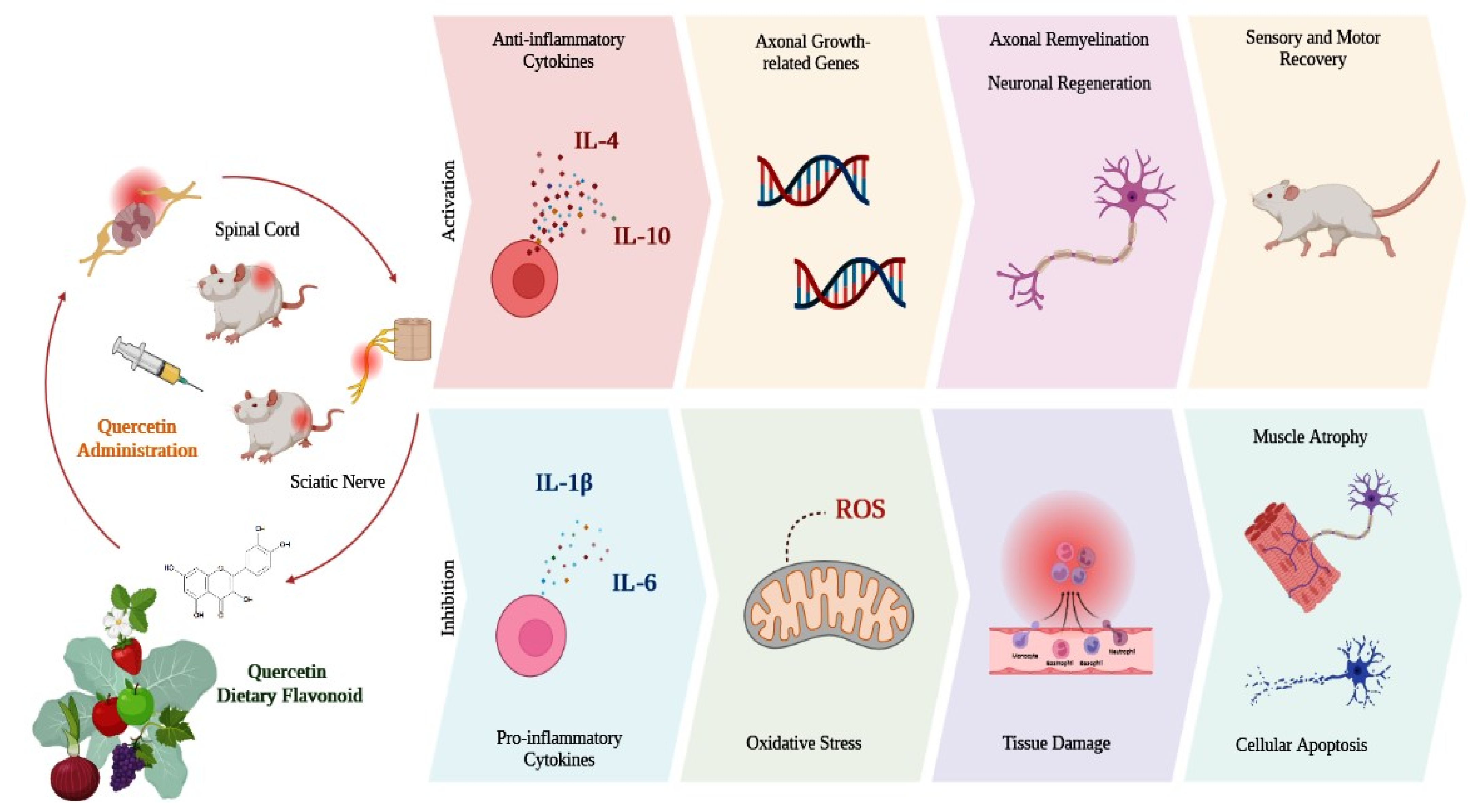 Antioxidants 12 00149 g003