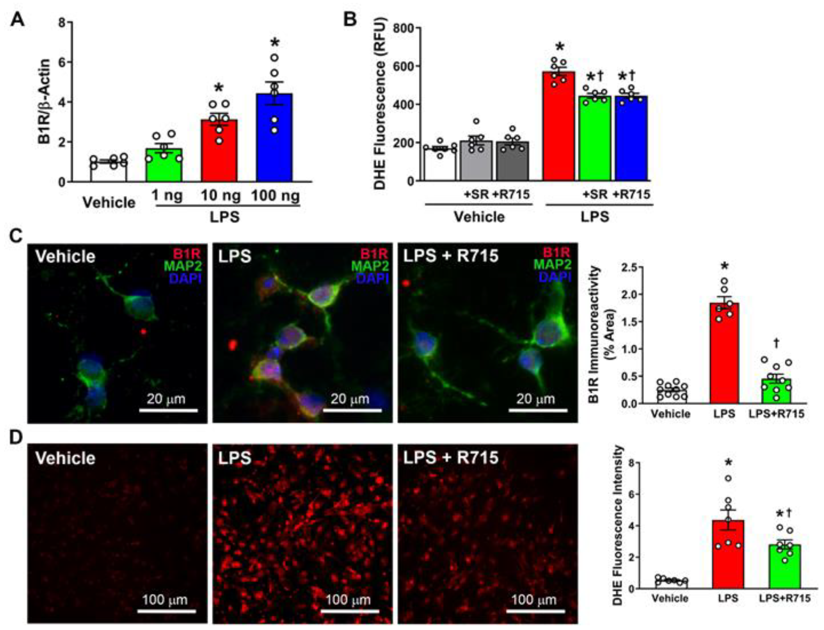 Antioxidants 12 00150 g003