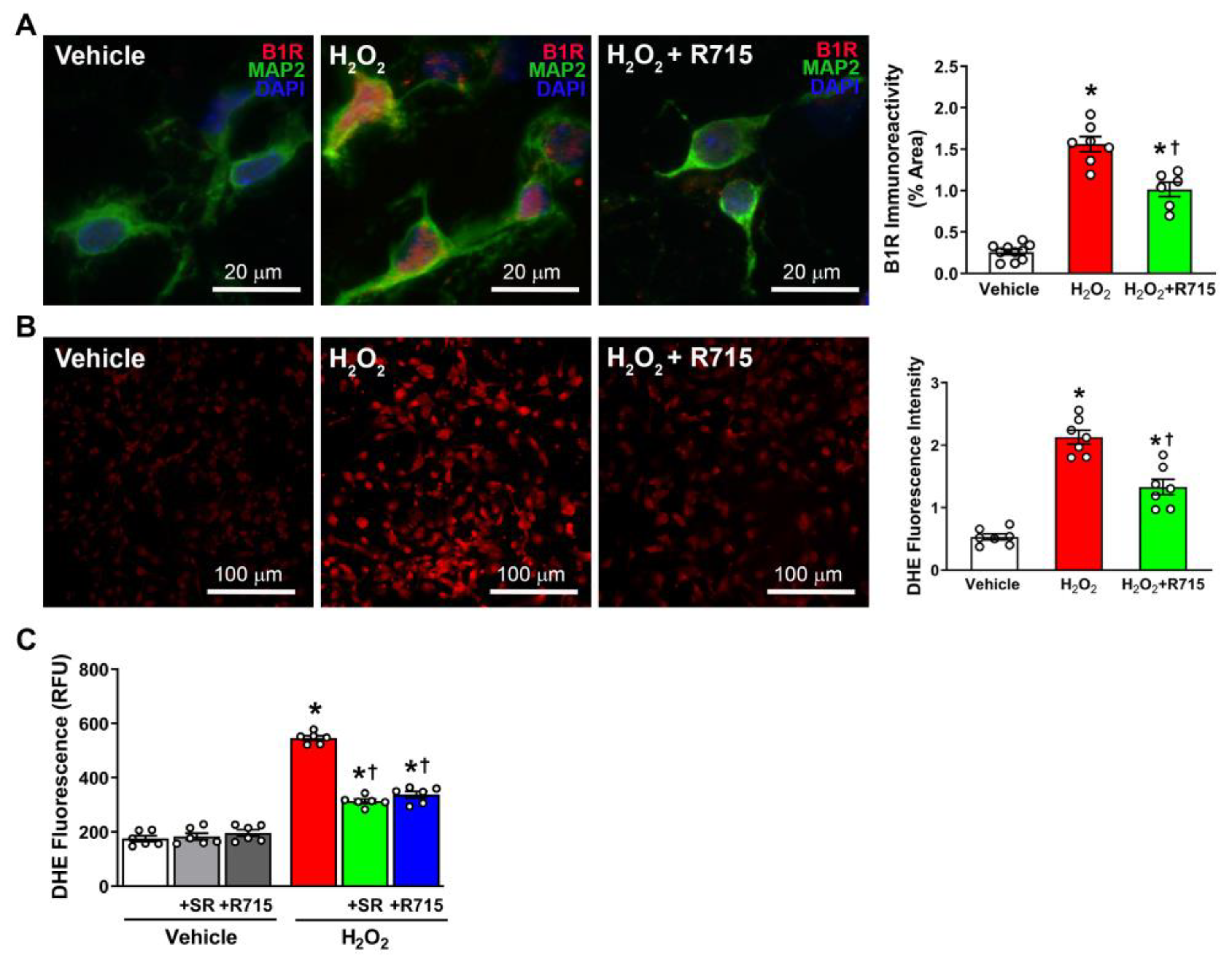 Antioxidants 12 00150 g004