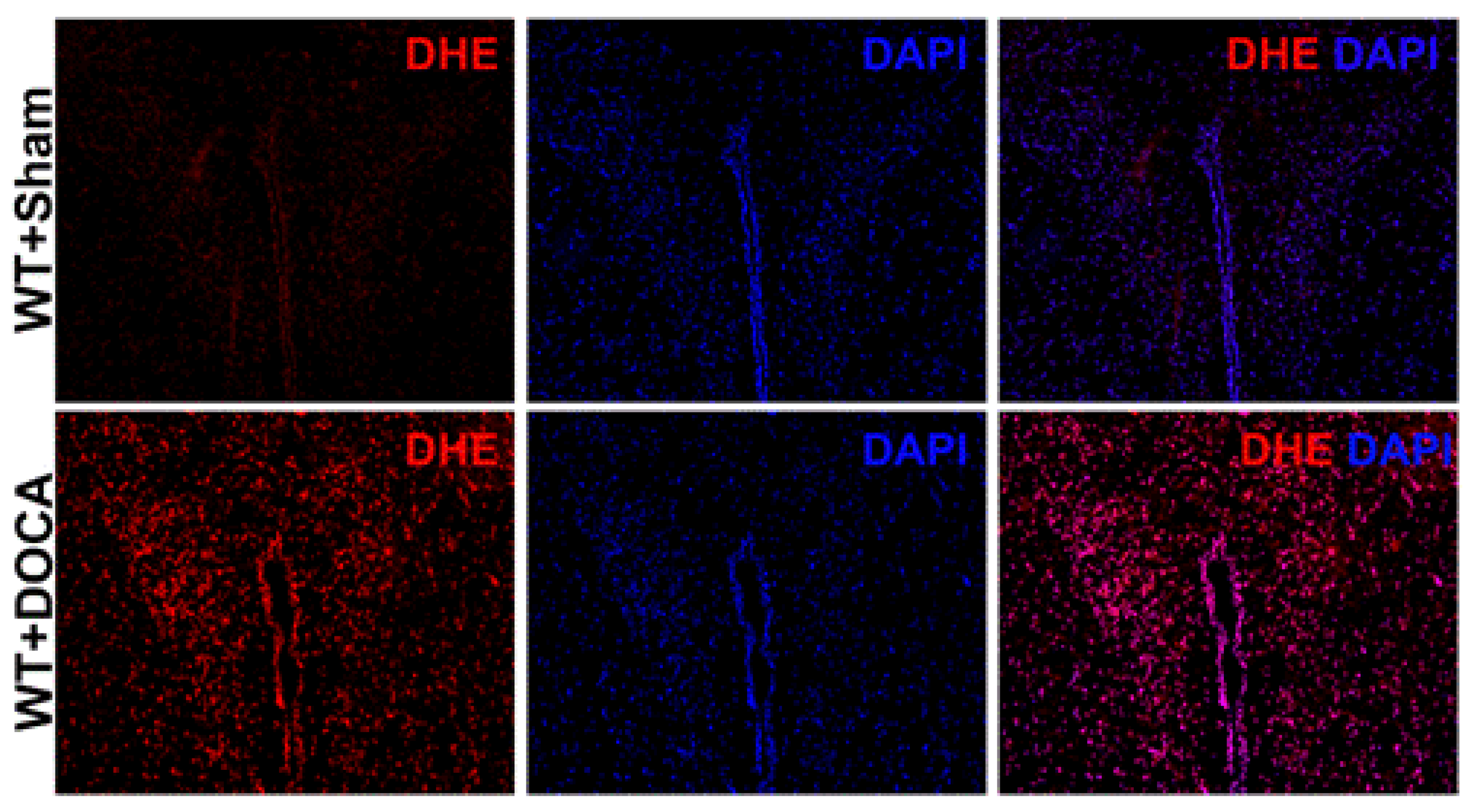 Antioxidants 12 00150 g005