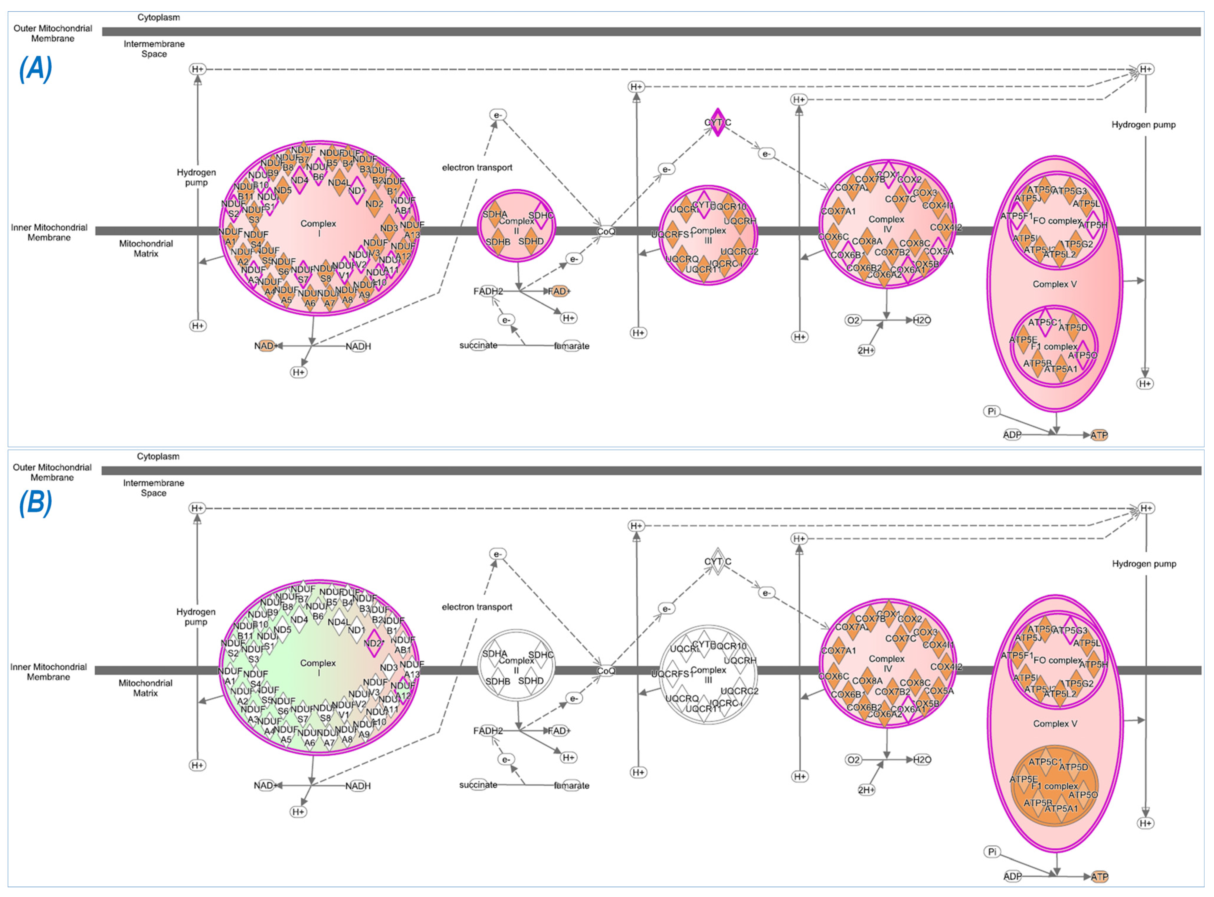 Antioxidants 12 00151 g007
