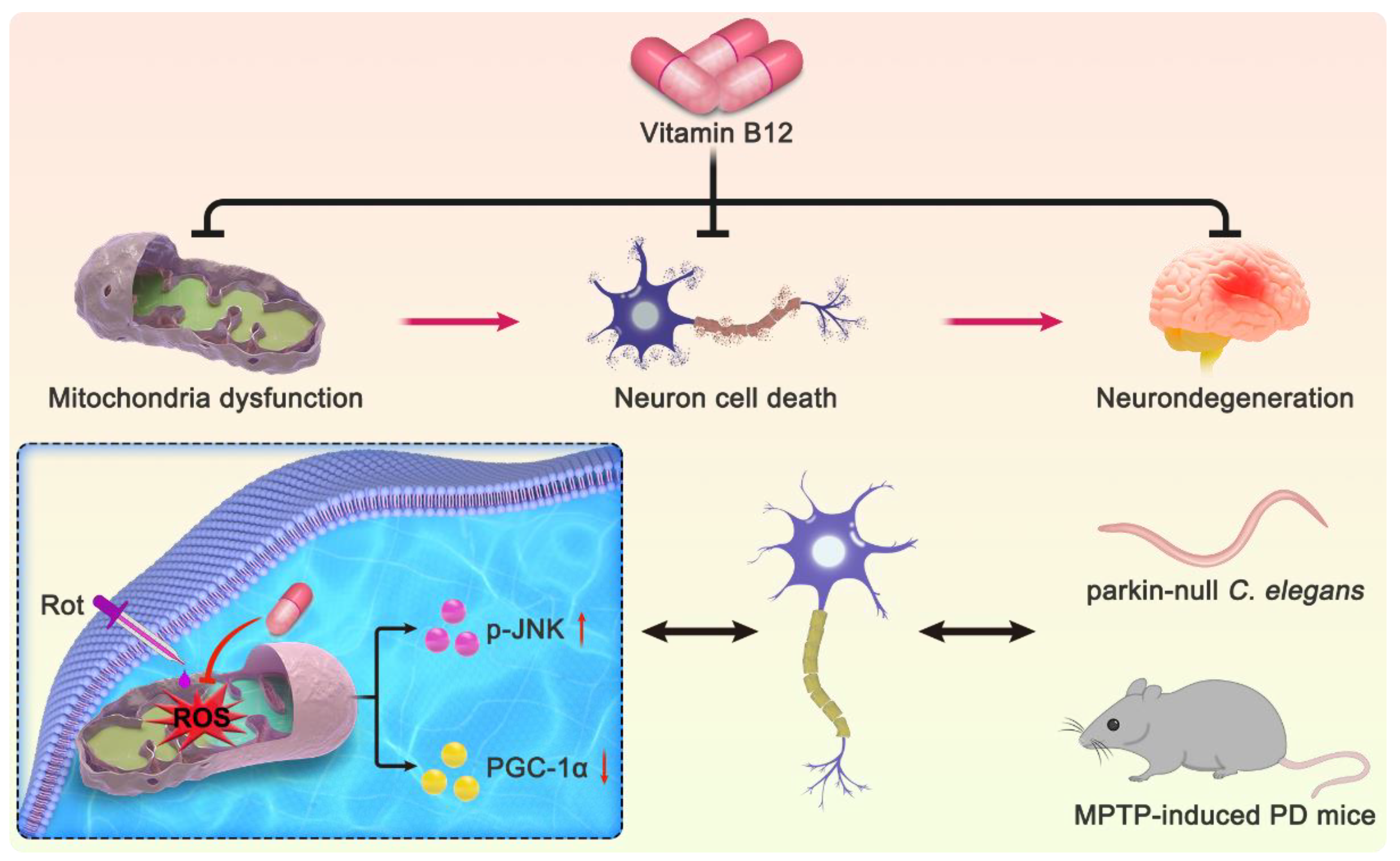 Antioxidants 12 00153 g007