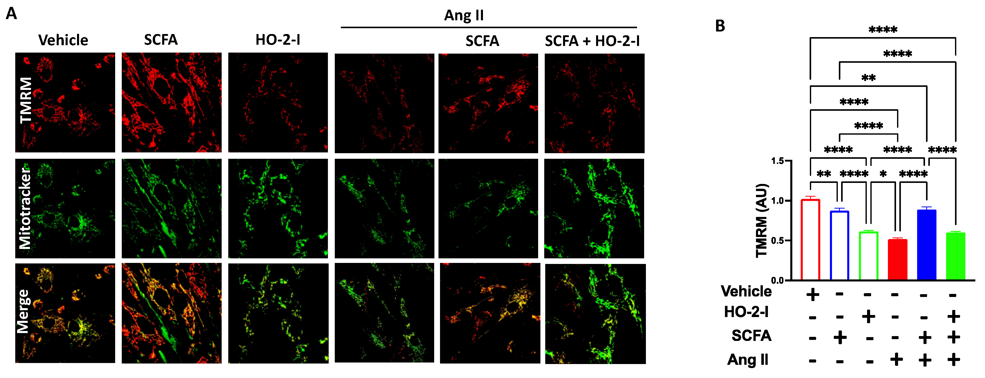 Antioxidants 12 00160 g005